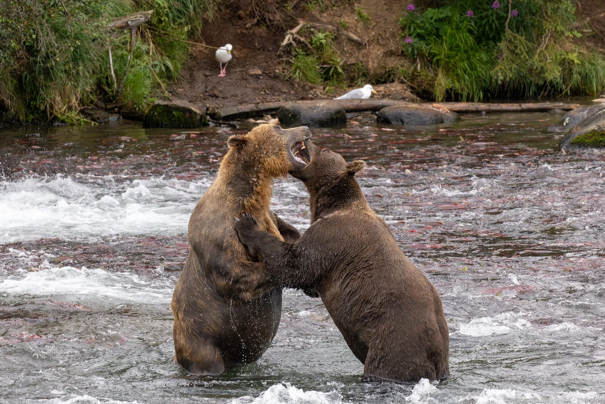 Bears 602 & 99, Katmai NP