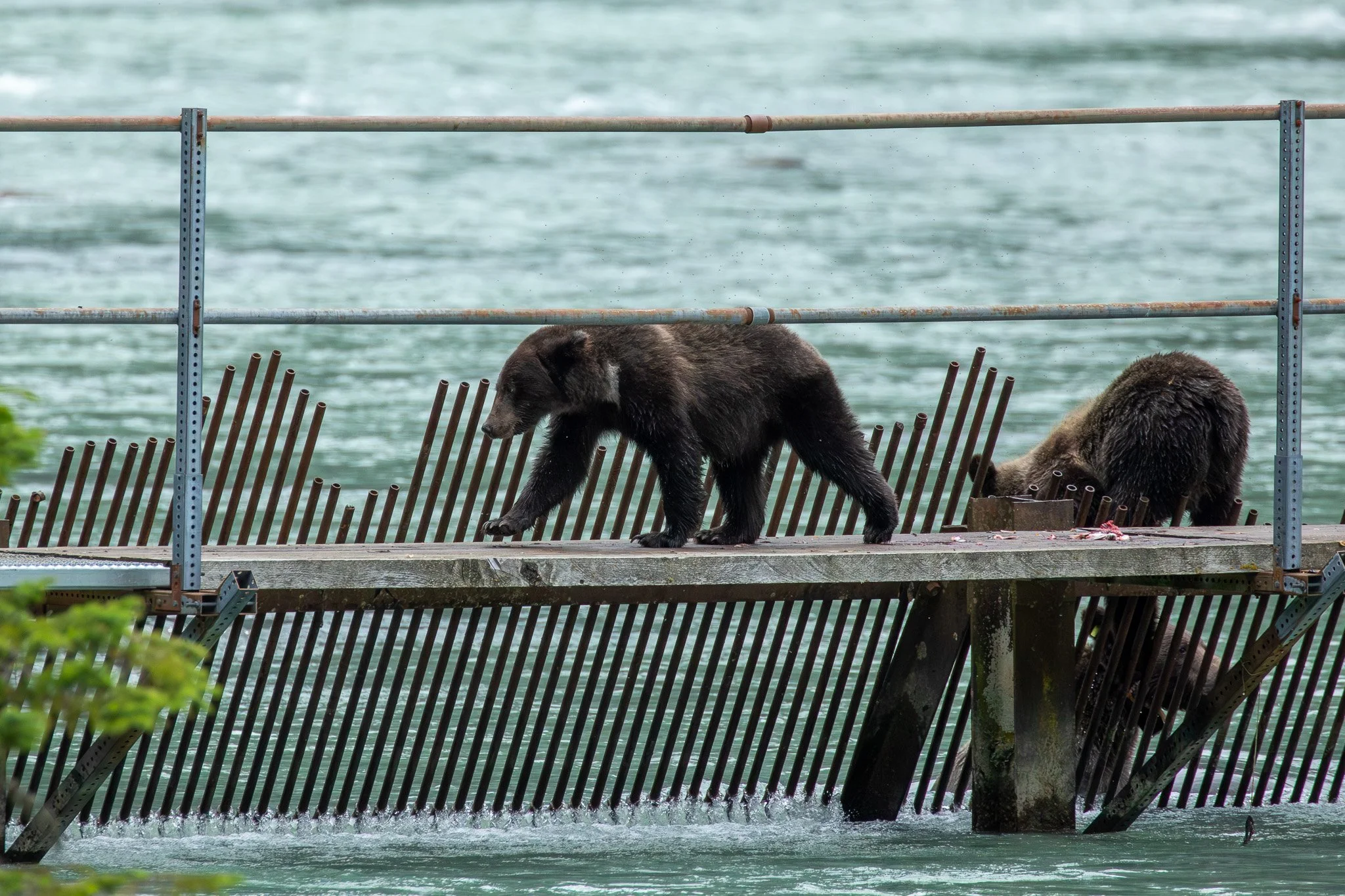 Lulu's cubs, Haines, AK August 2023