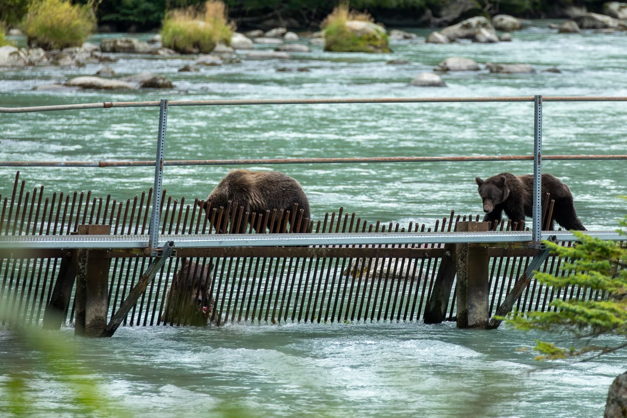 Lulu's cubs, Haines, AK August 2023