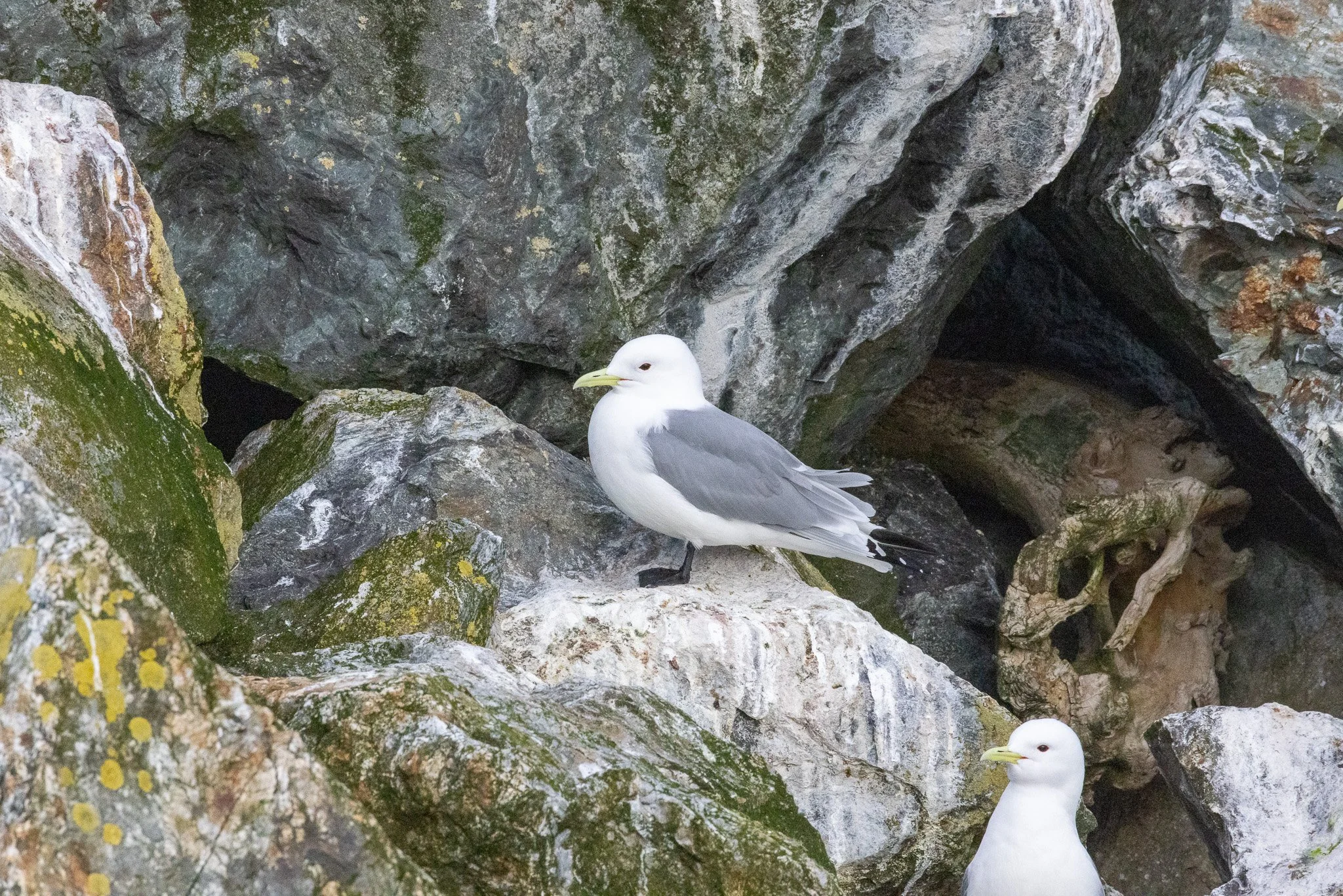 Black-legged Kittiwake