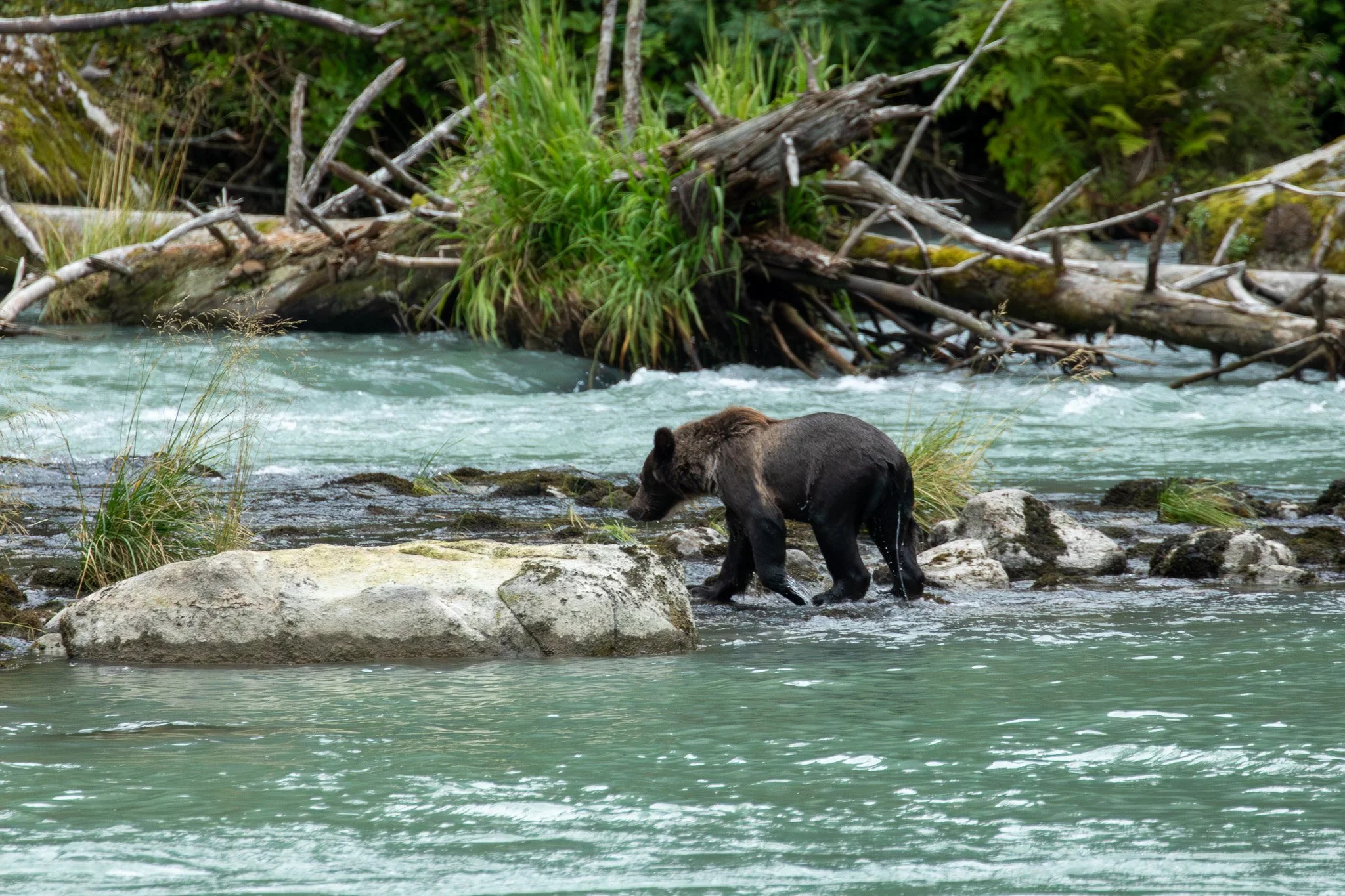 Lulu's cub, Haines, AK August 2023