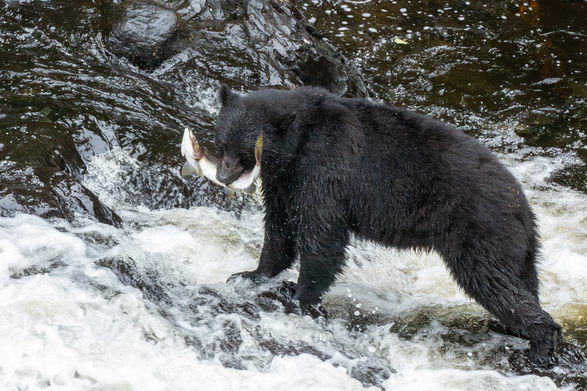 Black Bear - Tongass National Forest, AK