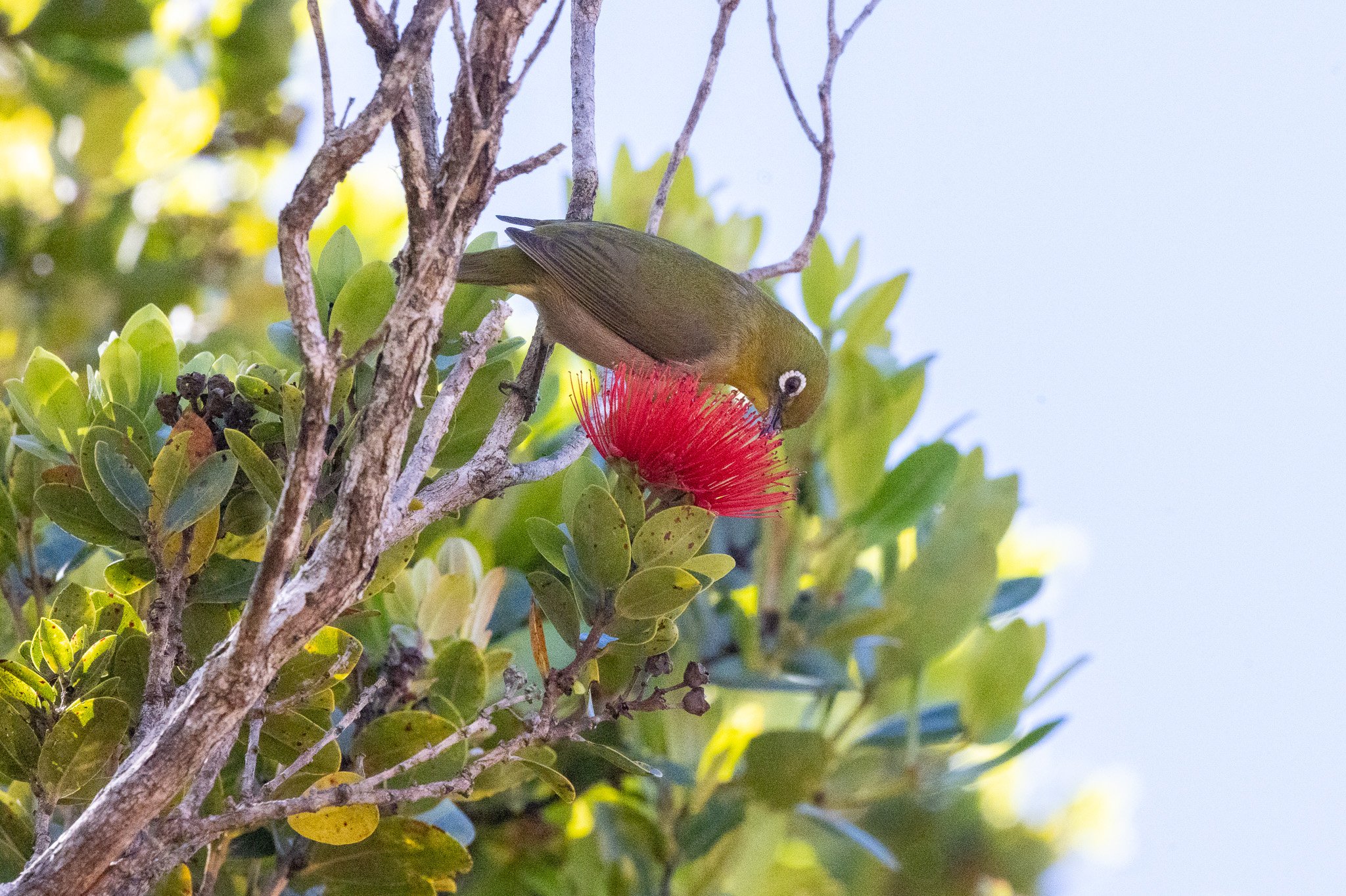 Japanese White Eye