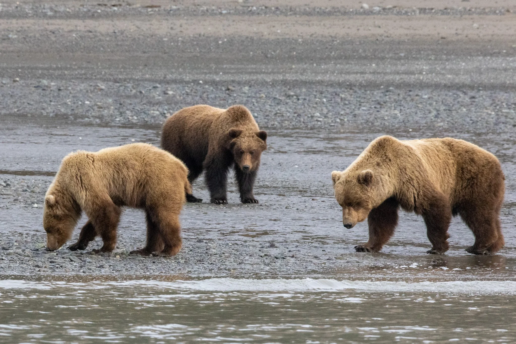 Coastal Brown Bear