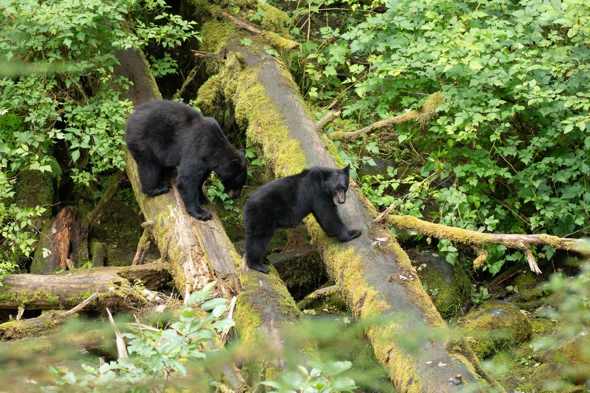 Black Bear - Tongass National Forest, AK
