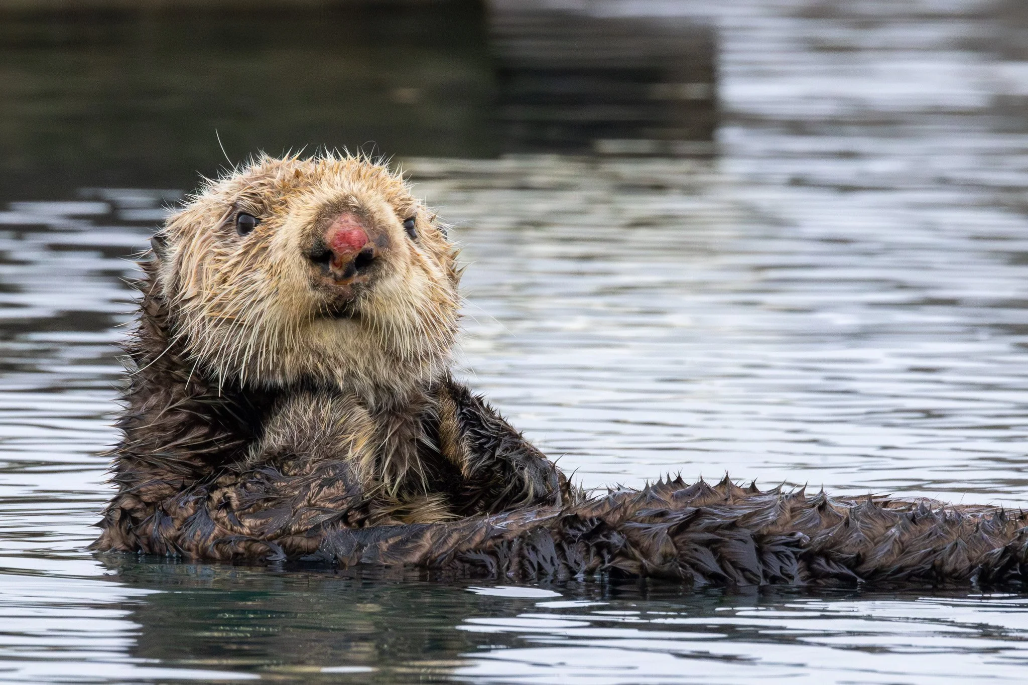 Sea Otter