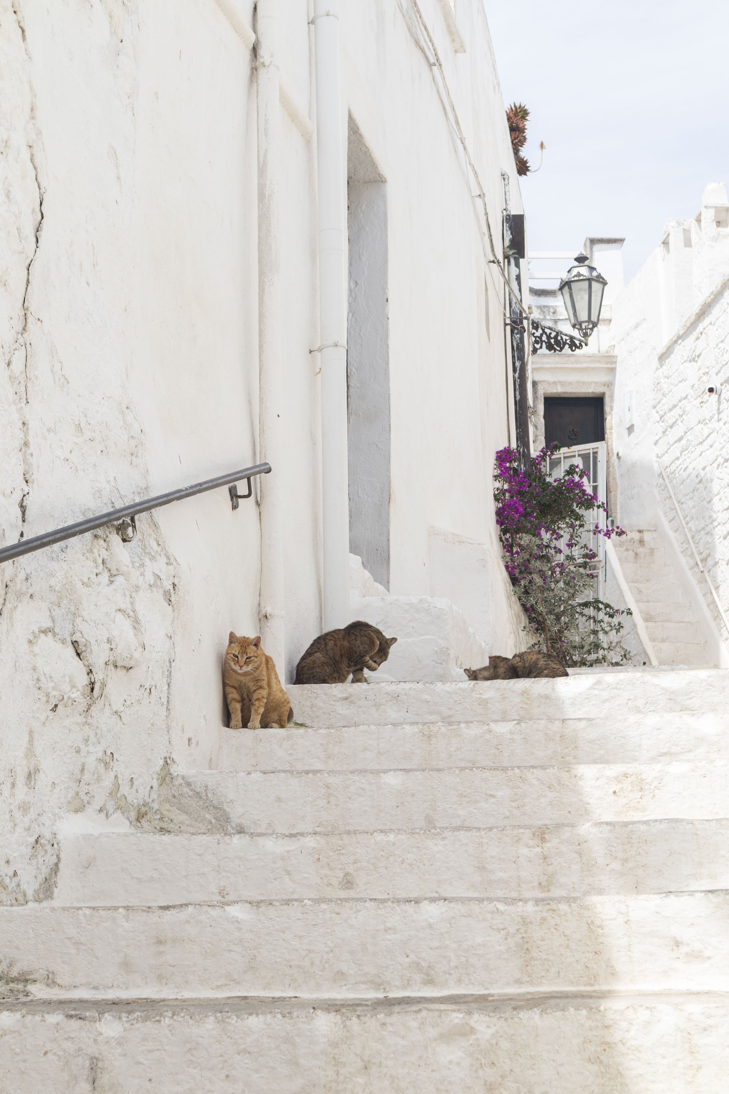 Cats in Ostuni