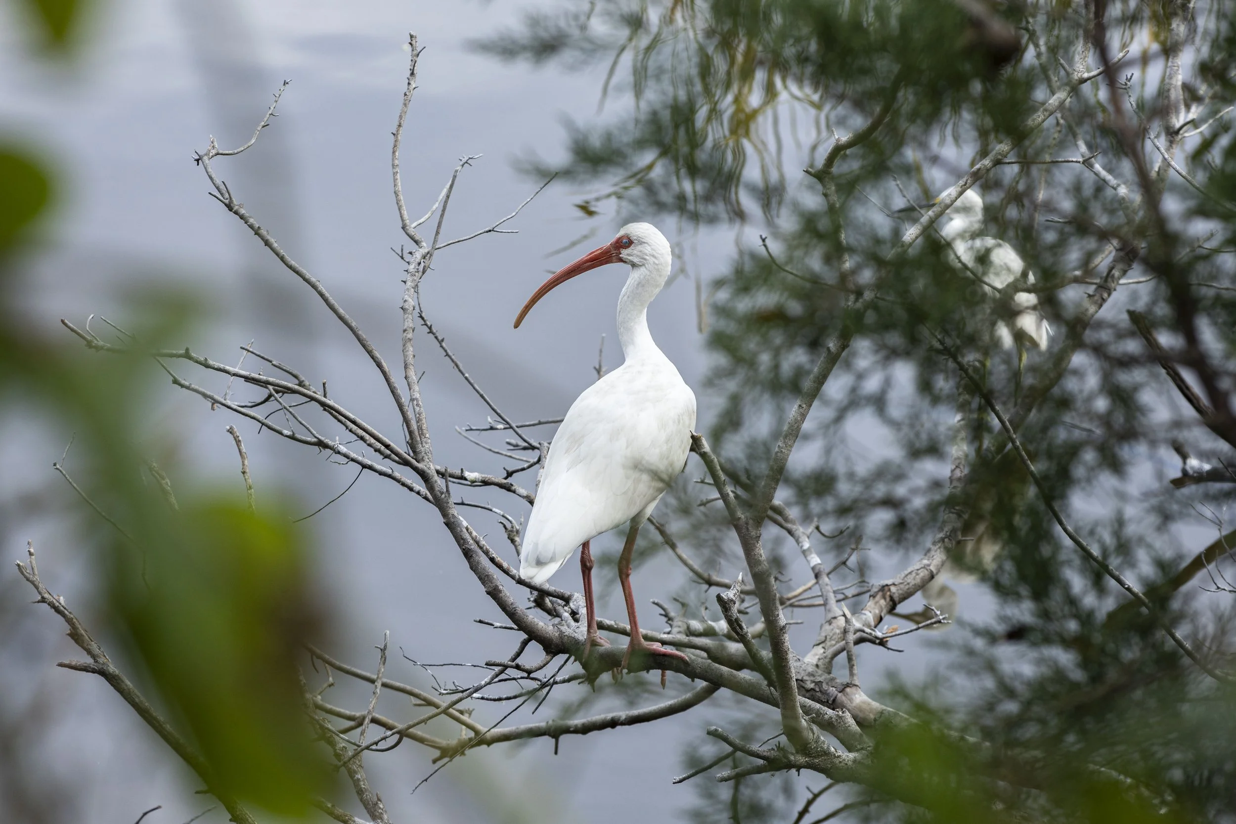American White Ibis