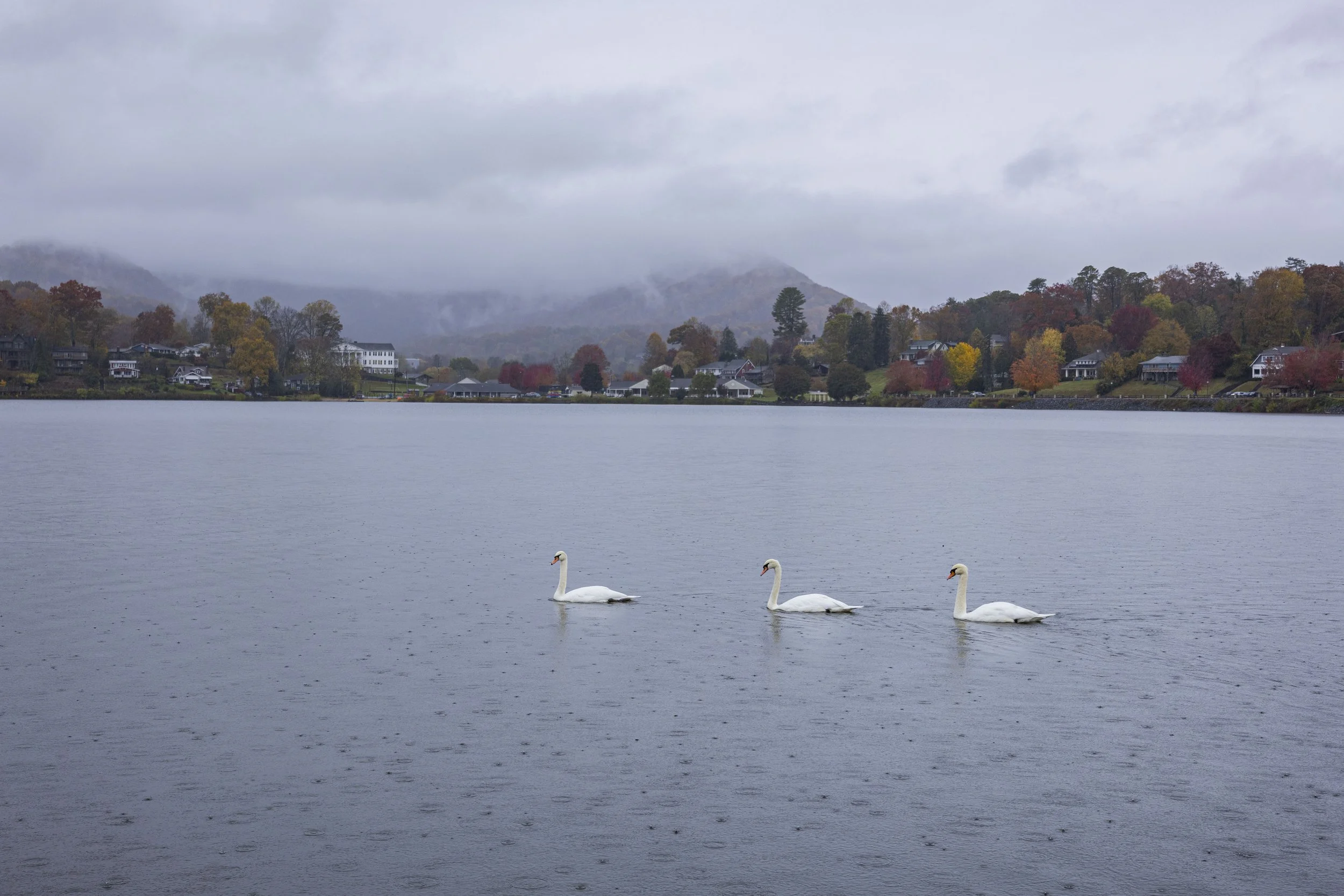 Swans at Lake Junaluska