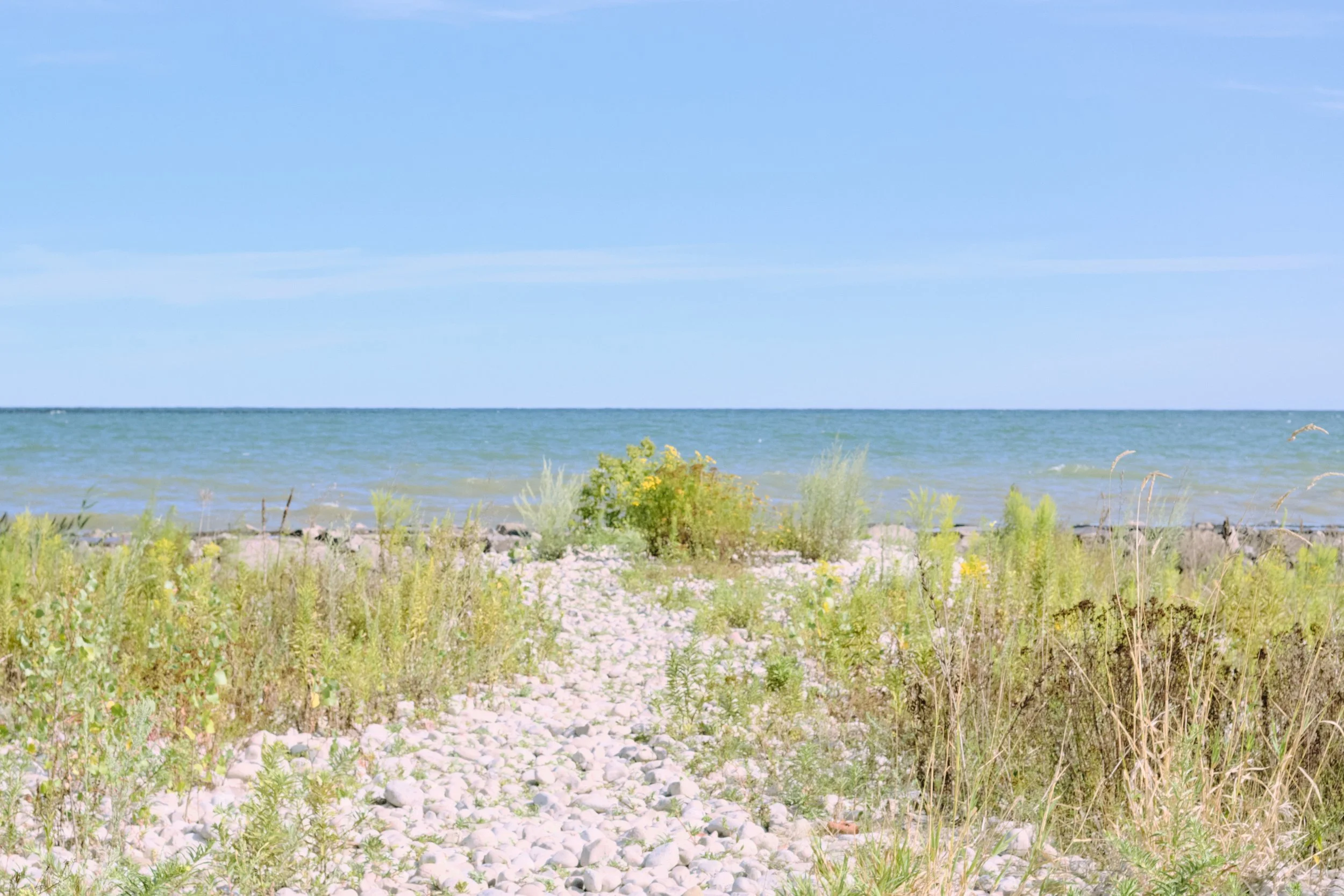 A rocky beach with green and yellow plants leading to calm blue water under a clear sky.