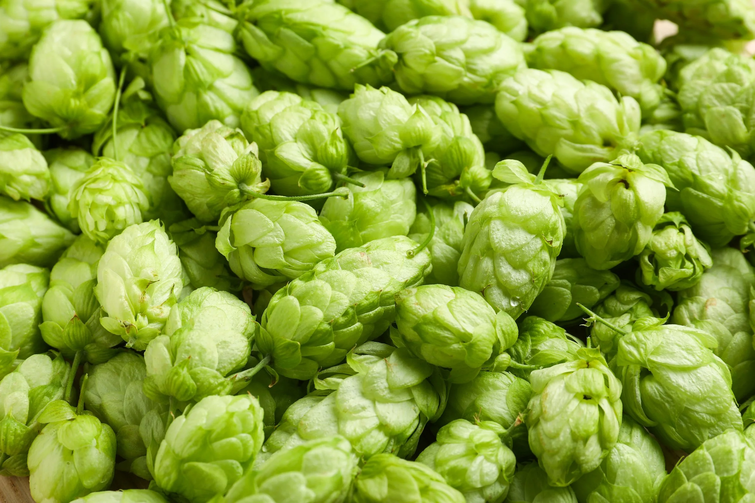 hops image.jpeg