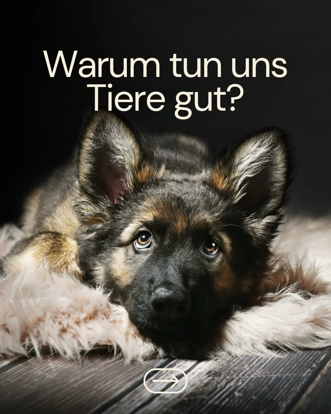 Warum Tiere uns gut tun

Viele Menschen erleben, dass sie sich nach Zeit mit einem Tier ruhiger, entspannter oder einfach wohler f&uuml;hlen. Dieses Gef&uuml;hl ist nicht nur subjektiv, sondern l&auml;sst sich teilweise auch wissenschaftlich erkl&aum
