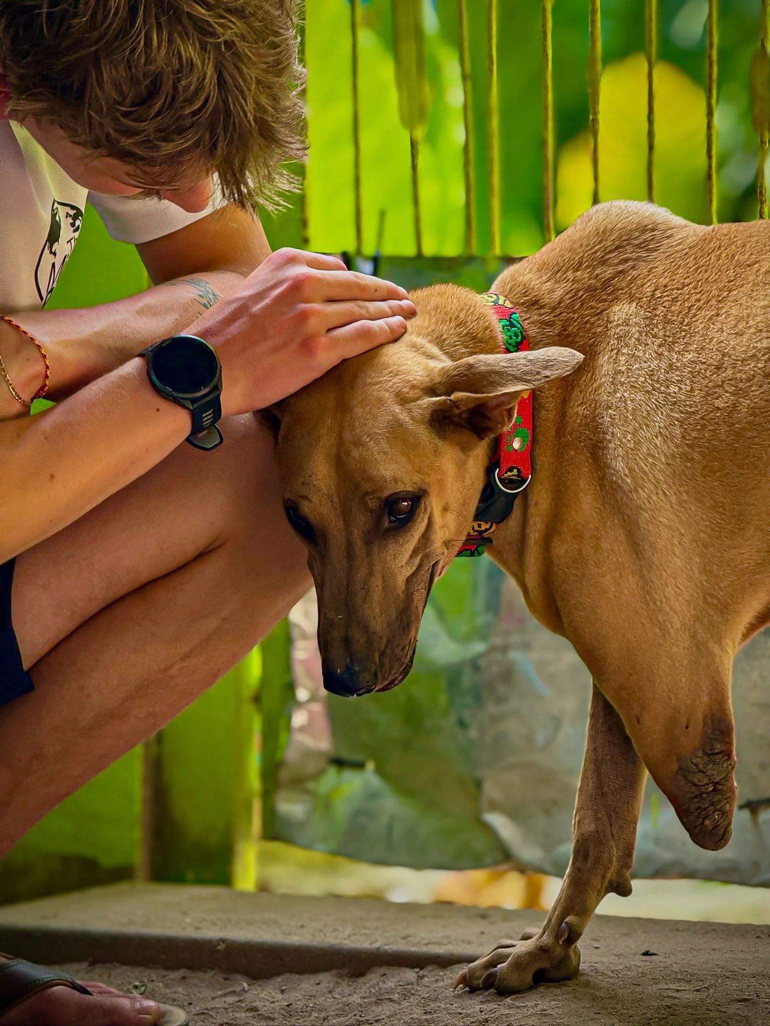 Tom from The Mission Planet CIC spending time with a rescue dog with a limb loss during an animal welfare project.