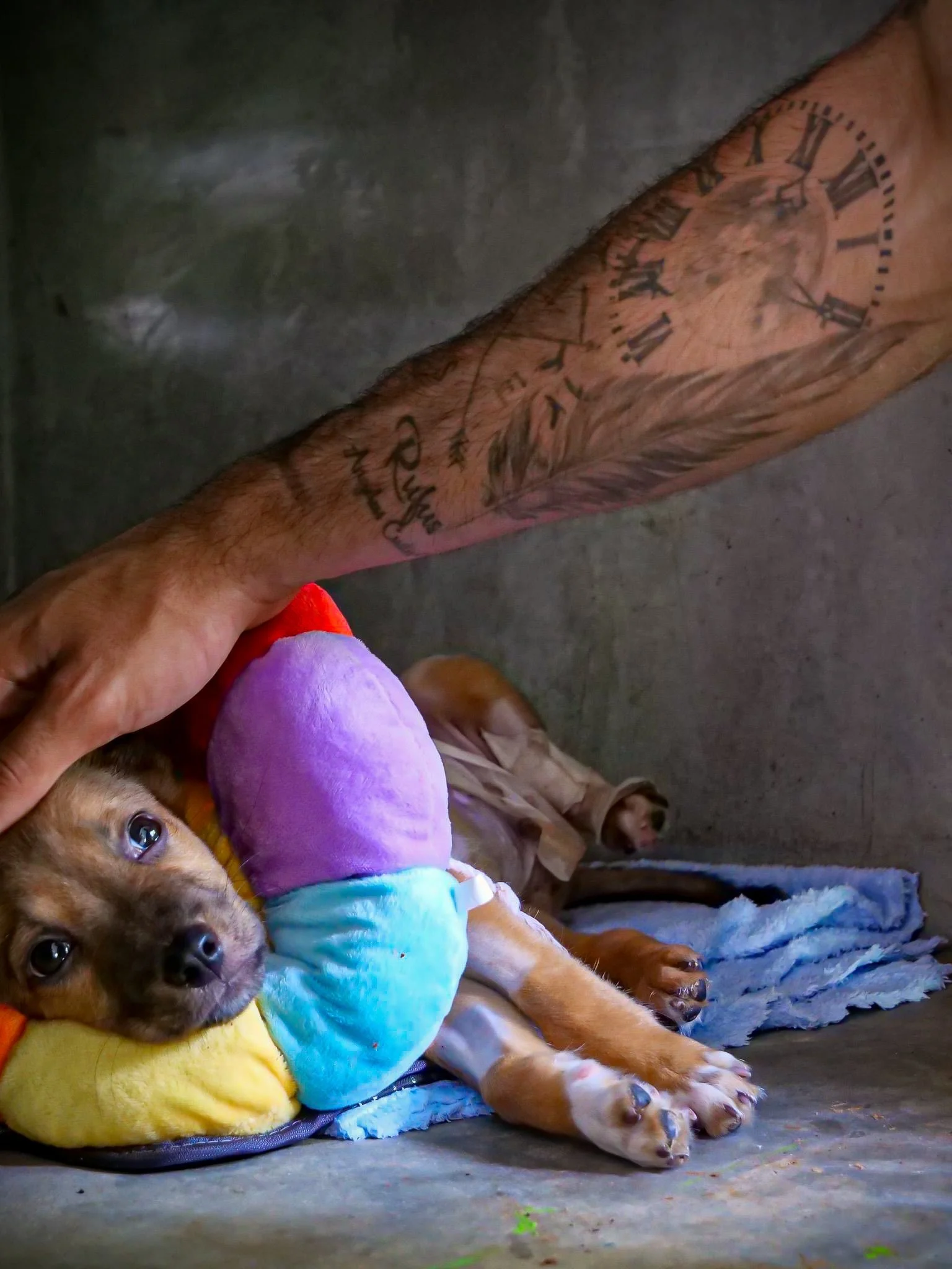 A young rescue puppy being comforted and cared for during an animal welfare initiative supported by The Mission Planet CIC.
