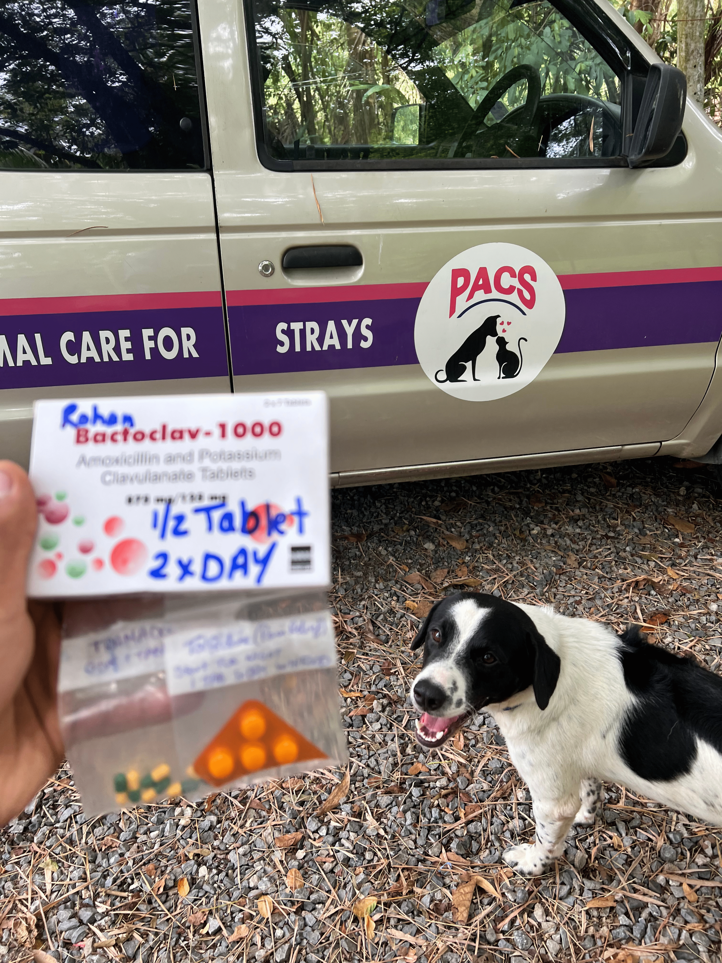 Street dog receiving medical care through PACS during an animal welfare initiative.