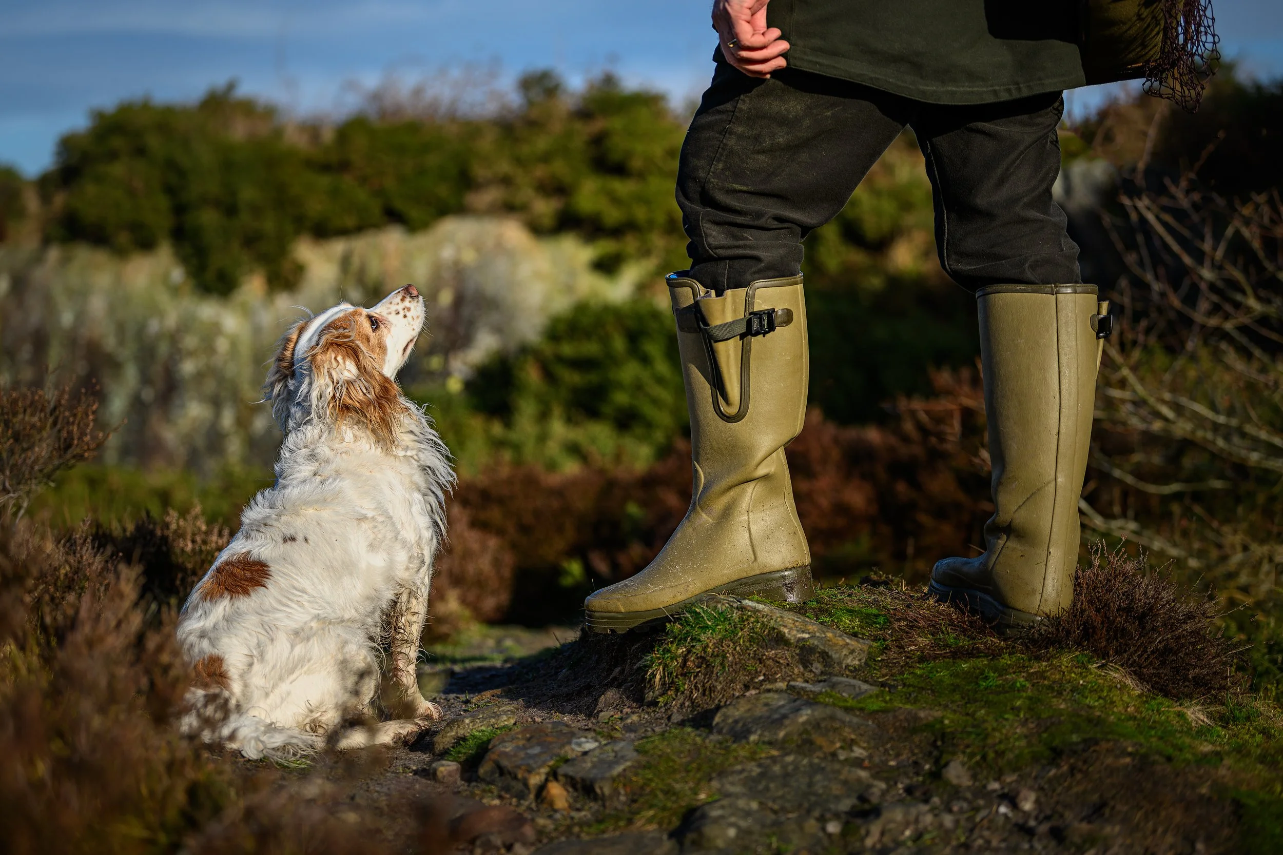 white and gold cocker spaniel sat at her handlers feet