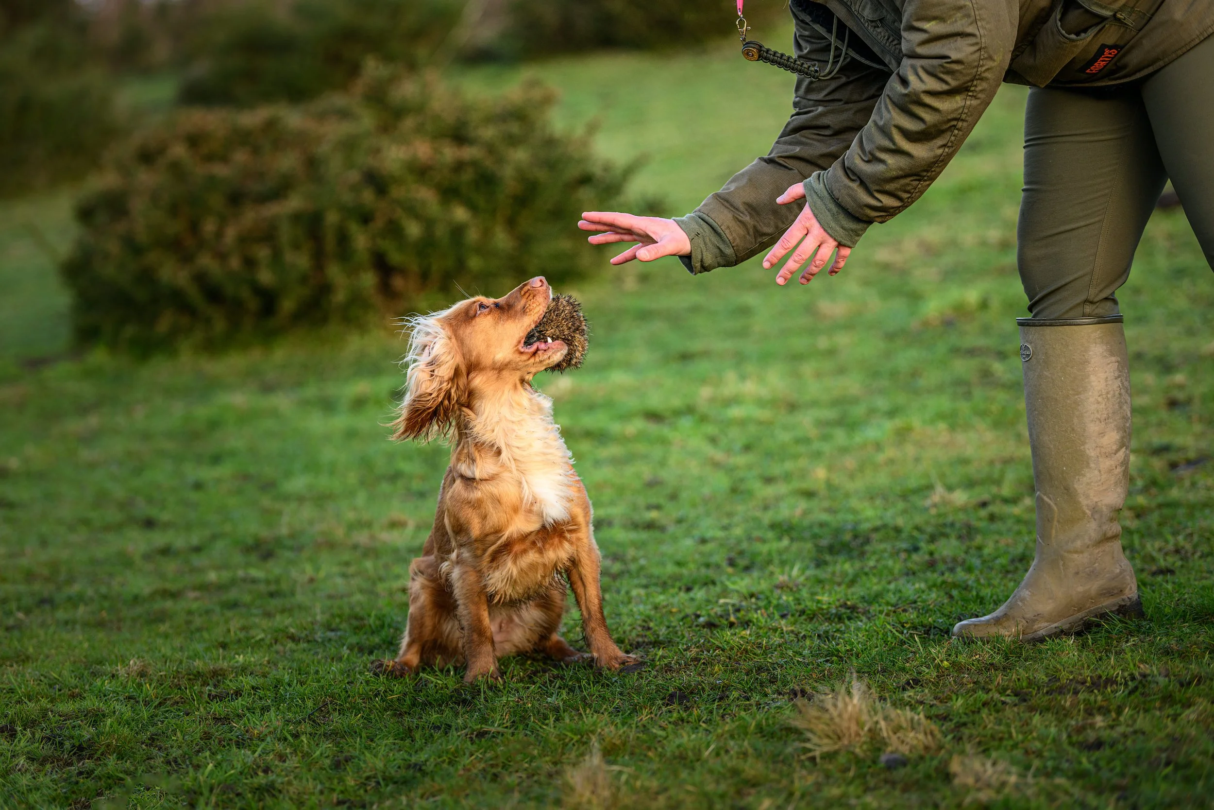 The Spaniel School Specialist Spaniel Dog Training the-spaniel-school-specialist-spaniel-dog-training