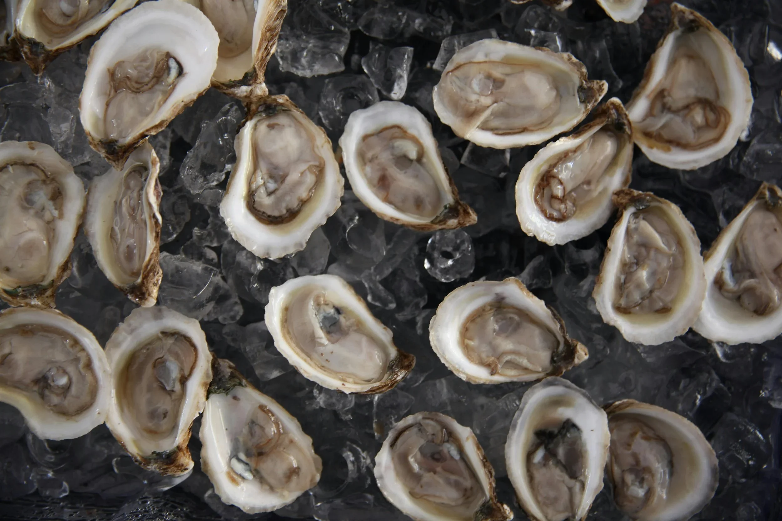 Raw, opened oysters on ice
