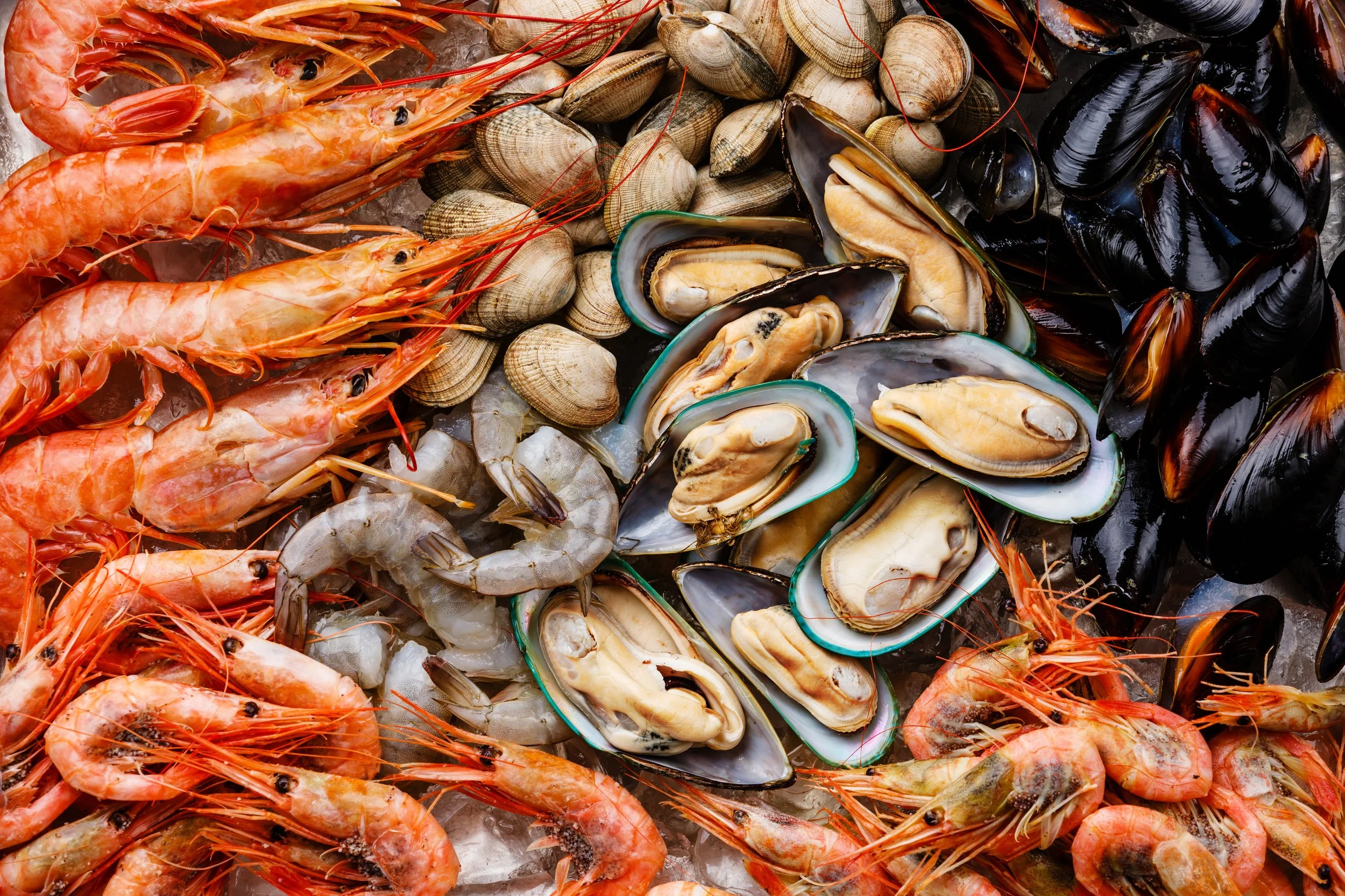 Raw fresh shellfish collection of mussels, clams, vongole, prawns, and shrimp