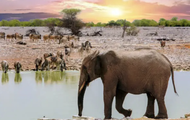 Elephants drinking water at a river in an African savanna during sunset, with zebras and other animals in the background.
