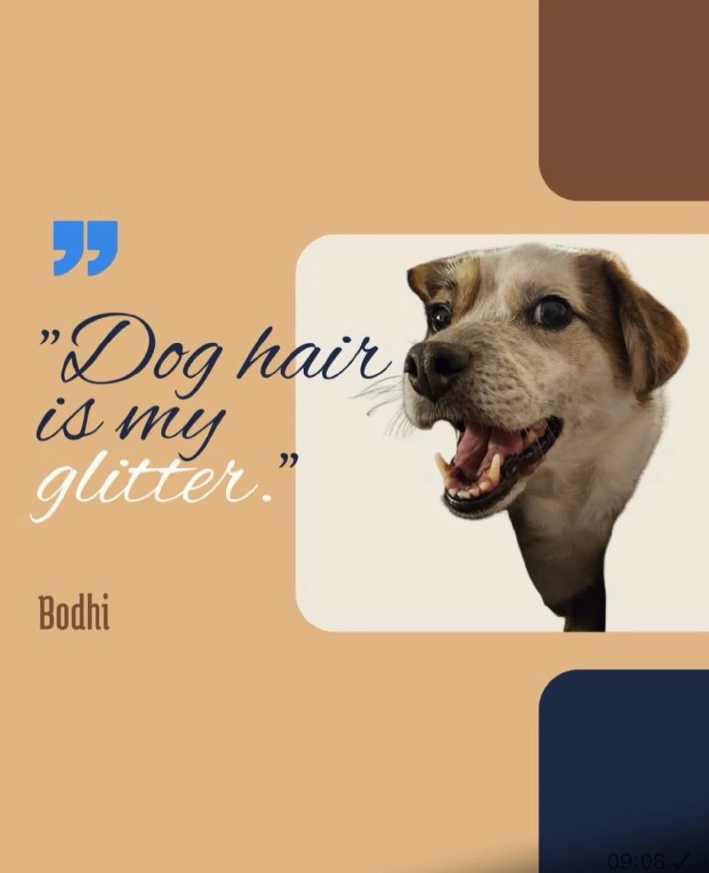 MEET and GREET
Onze lieve Bodhi🩷 
Bodhi is een straathondje en onze steun en toeverlaat op kantoor. 
Zijn hobbies zijn door het hoge gras rennen, met zijn neus in de wind staan en zoomies in het park doen
Overdag slaapt hij het fijnst bij zijn moede
