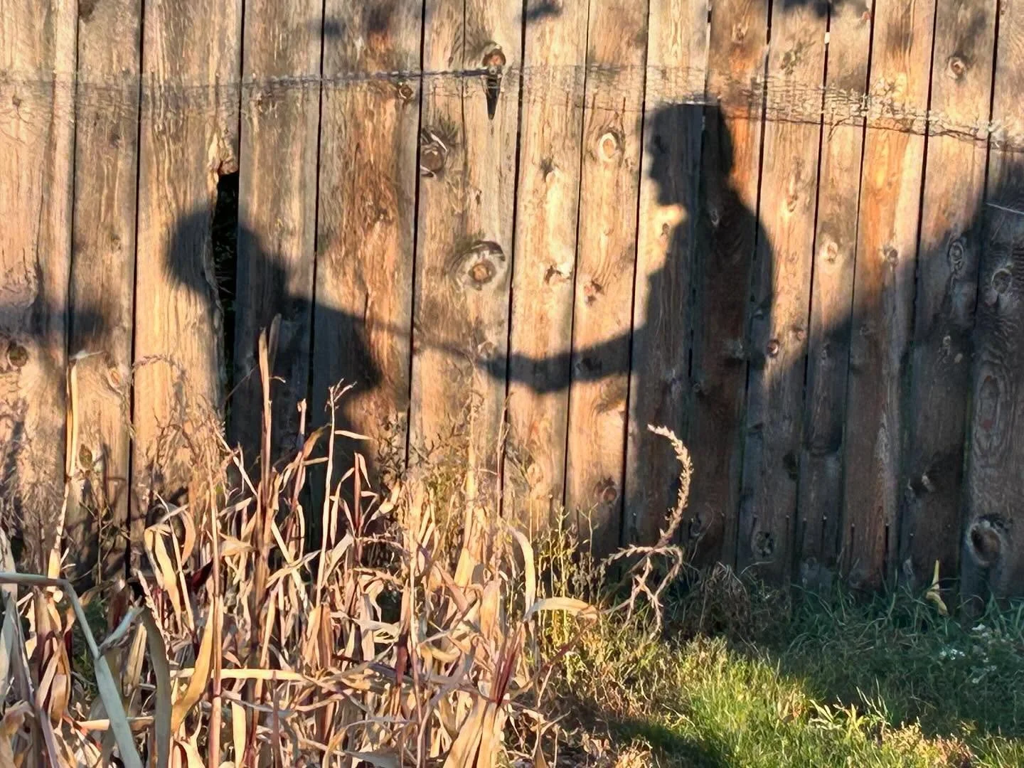 It was our annual pumpkin cutting competition today and the shadows were perfect.