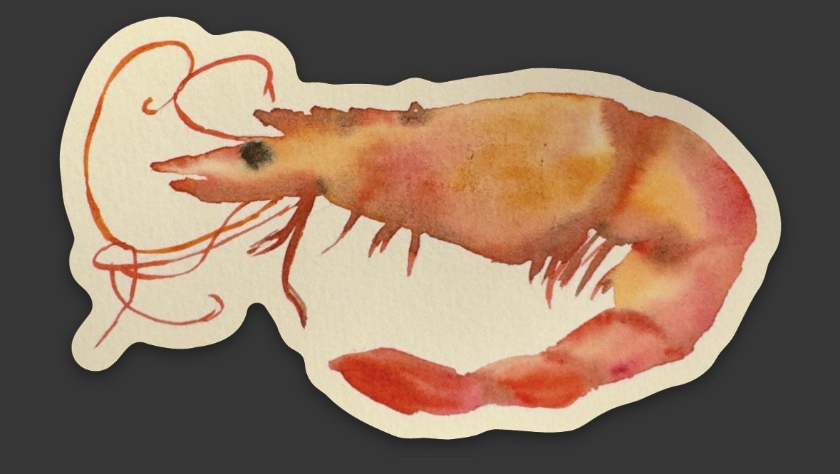 sticker. shrimp.jpg