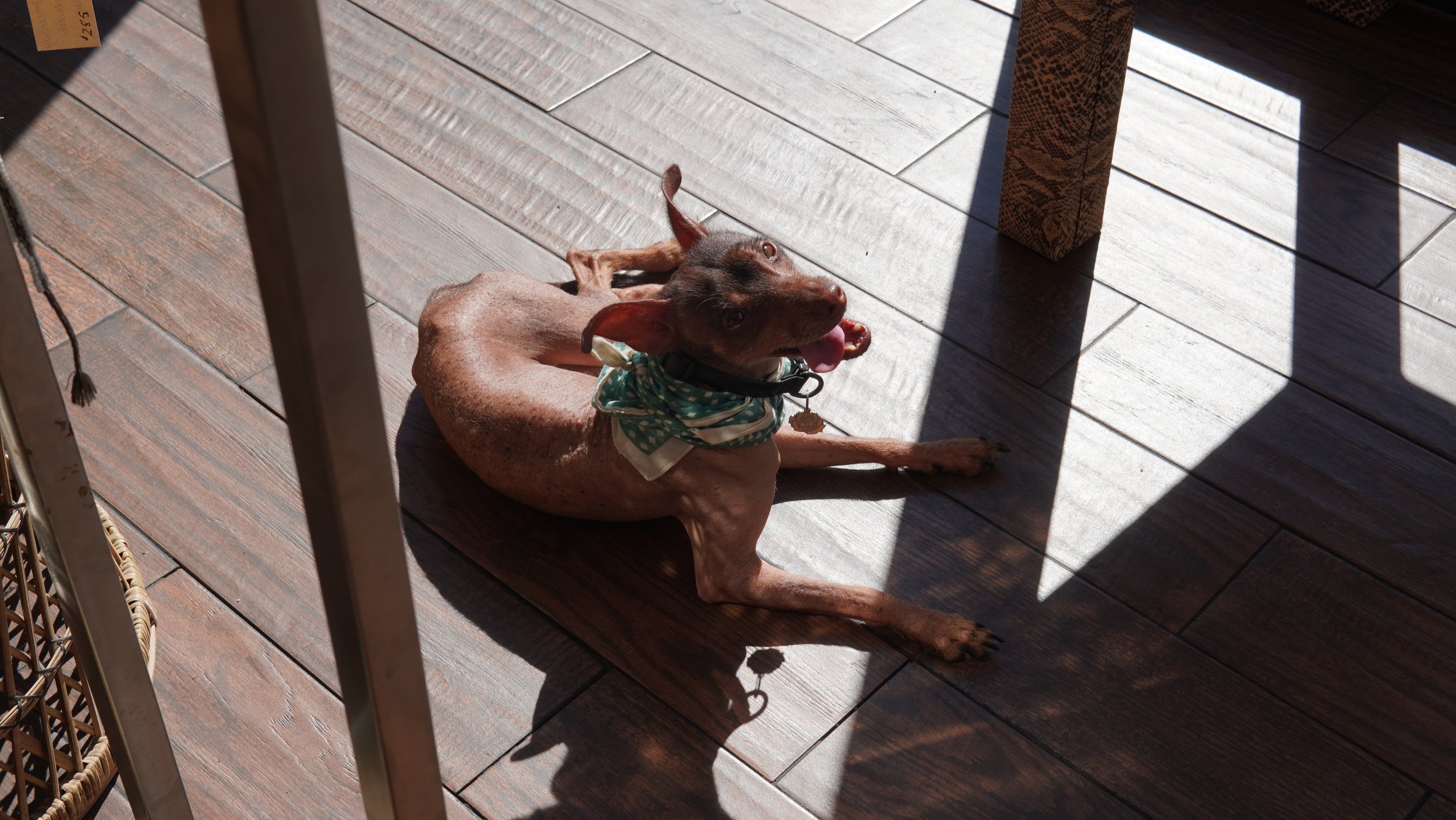 A small brown dog with a green and white bandana lying on a wooden deck, partially shaded by outdoor furniture.