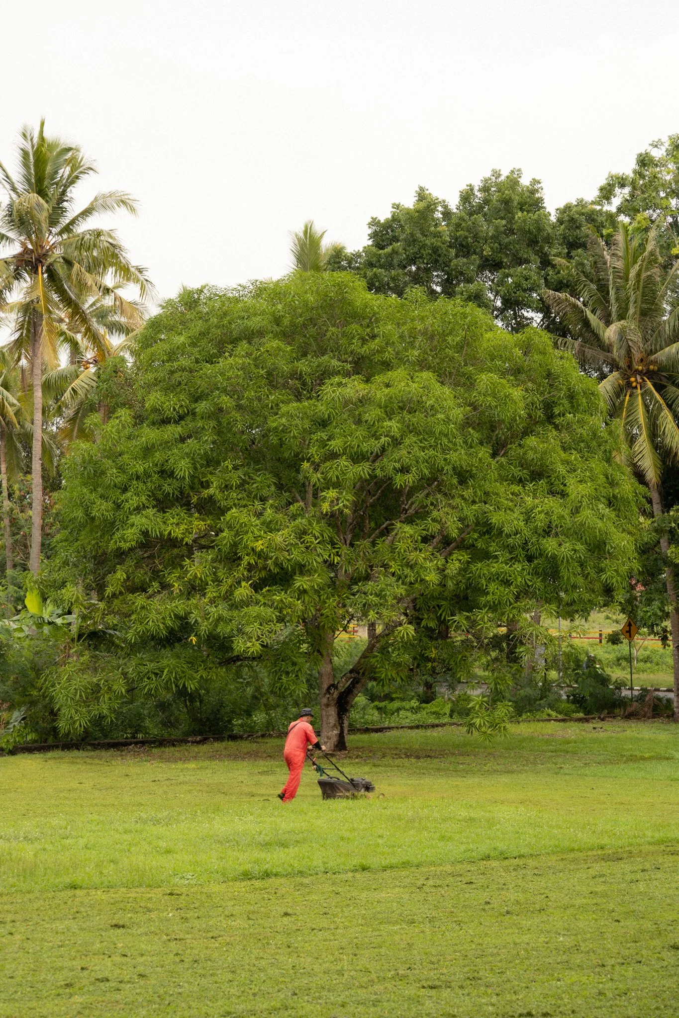 A person in red clothing is mowing the grass near a large lush green tree, with palm trees in the background.