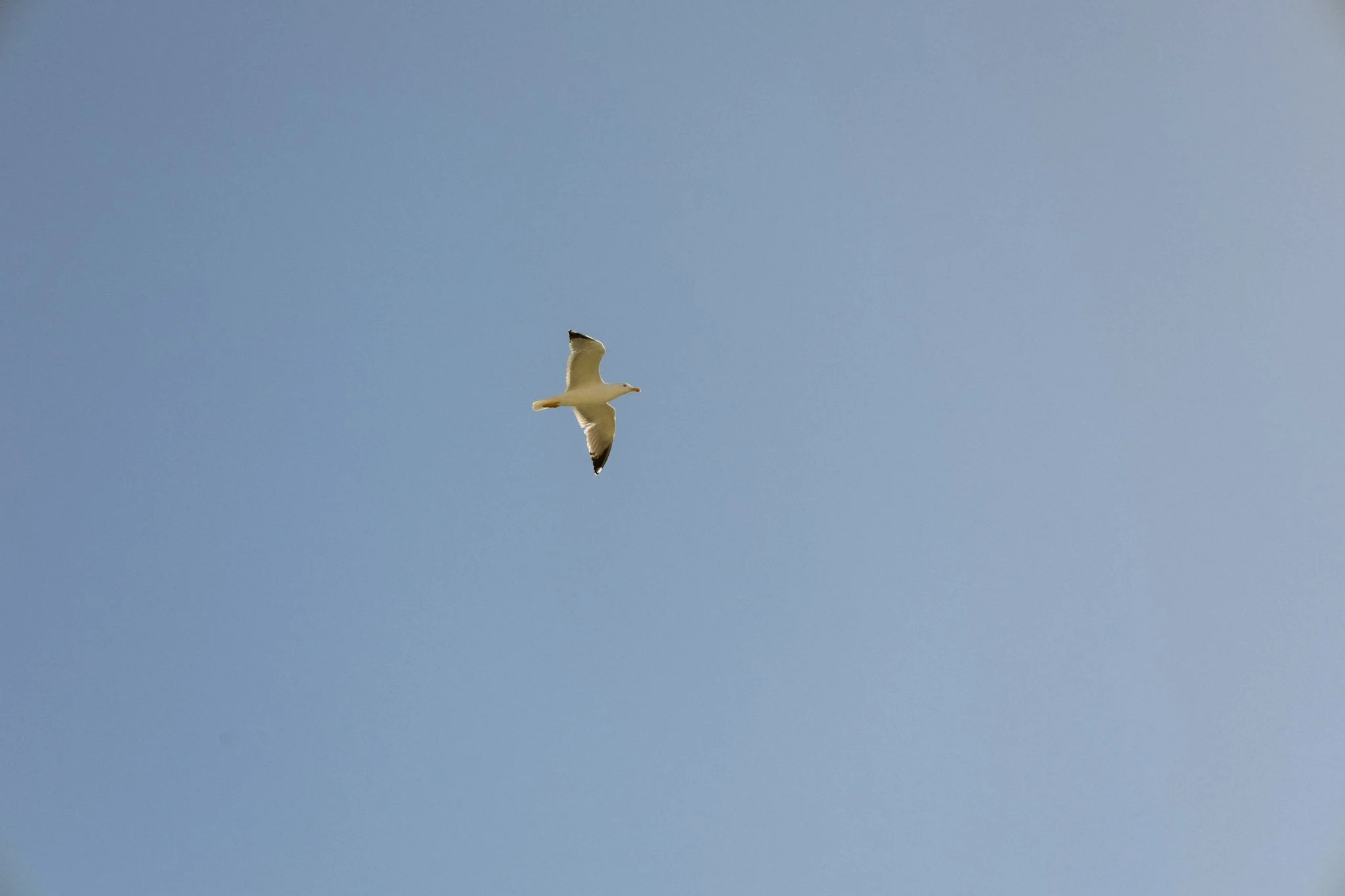 IMG_9415.jpeg