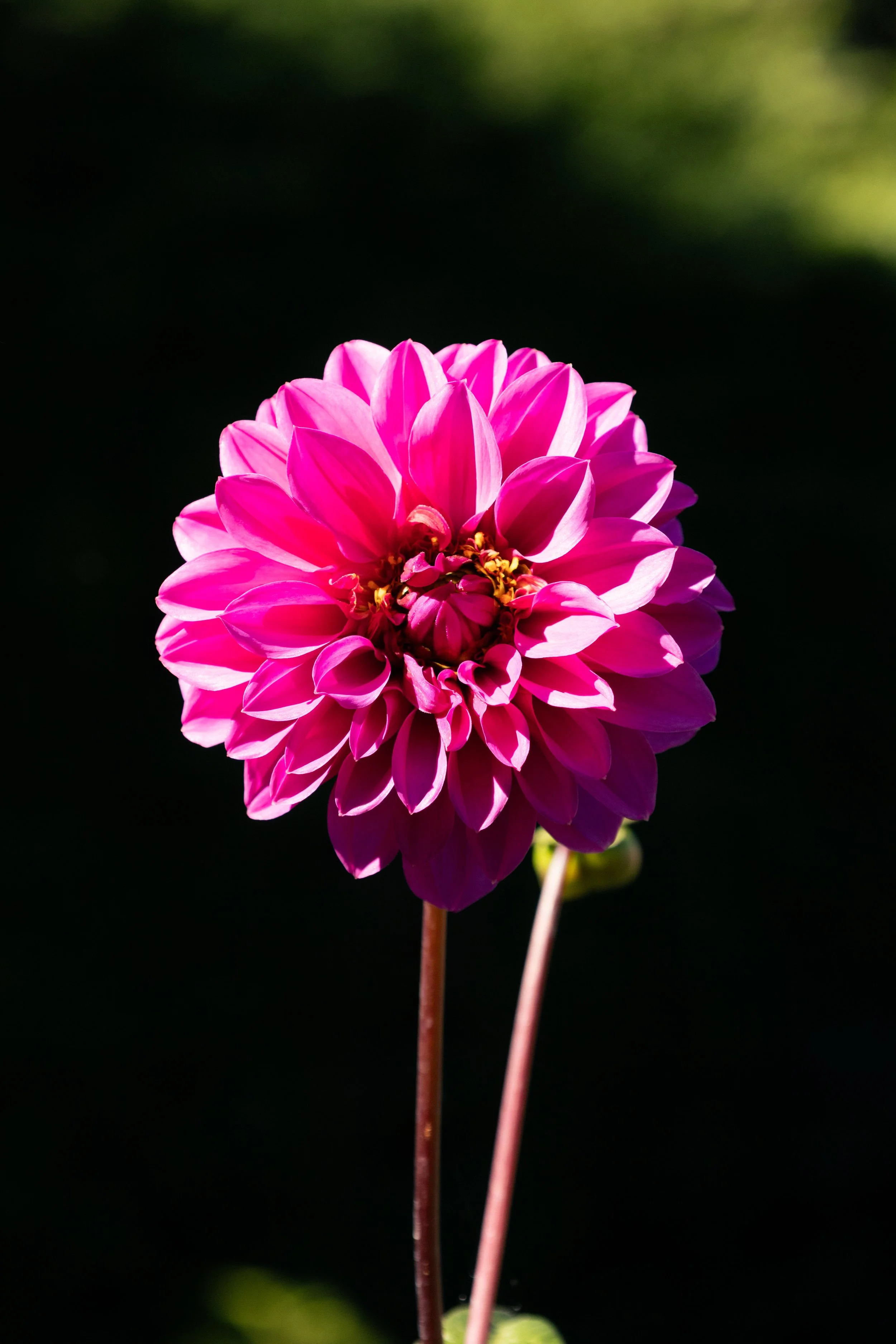 IMG_1823.jpeg