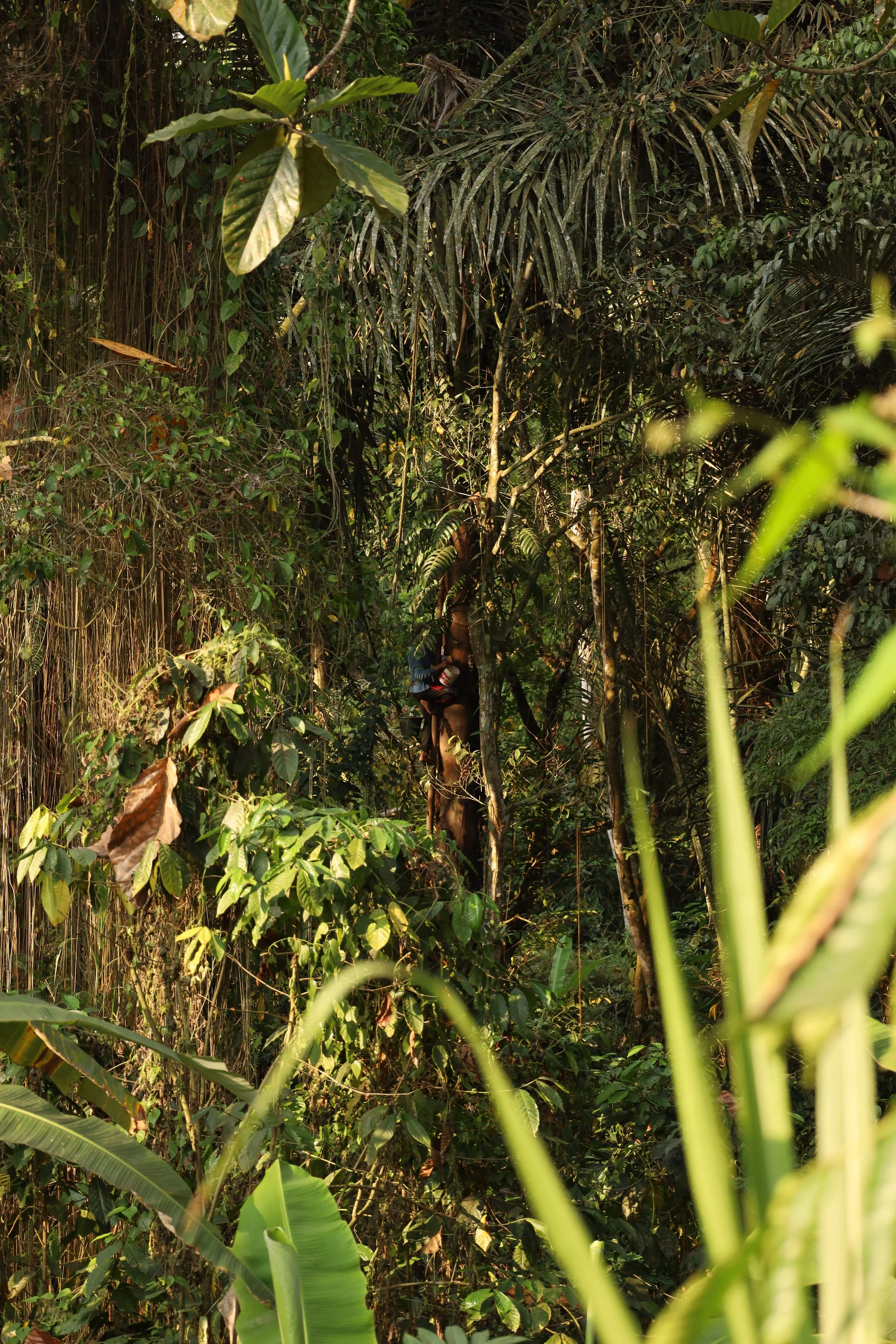 Dense jungle with tall trees and leafy vegetation, sunlight filtering through the canopy, showing a person climbing a tree in the middle.