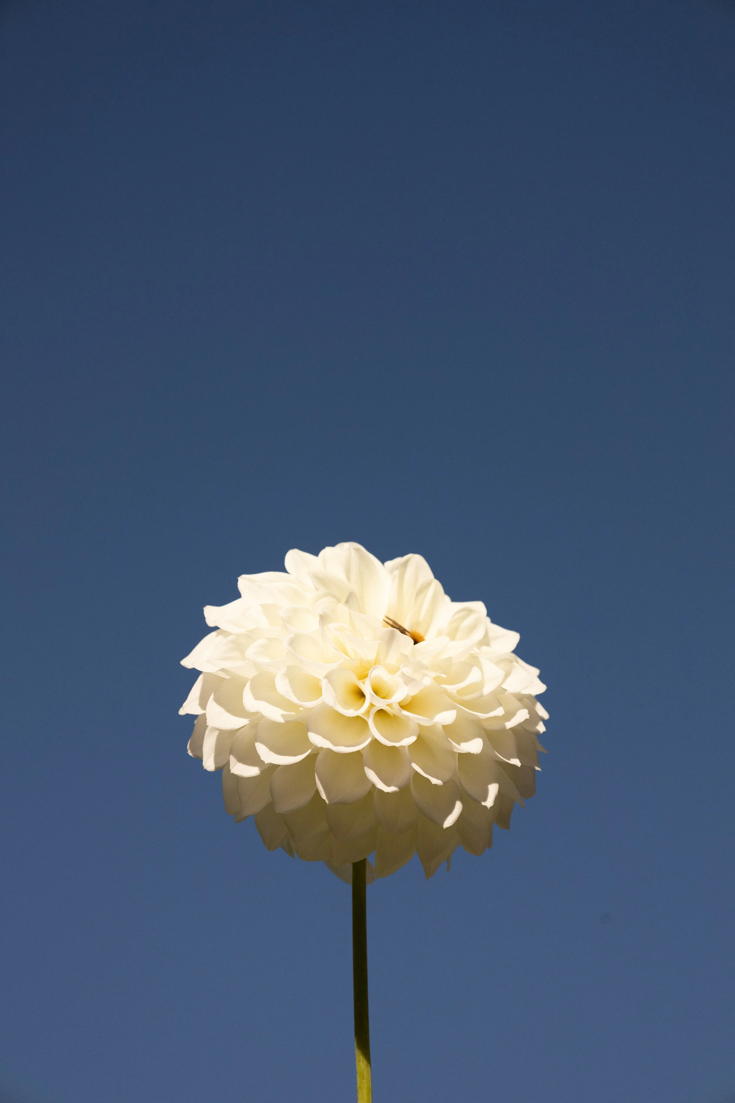 The Dahlia