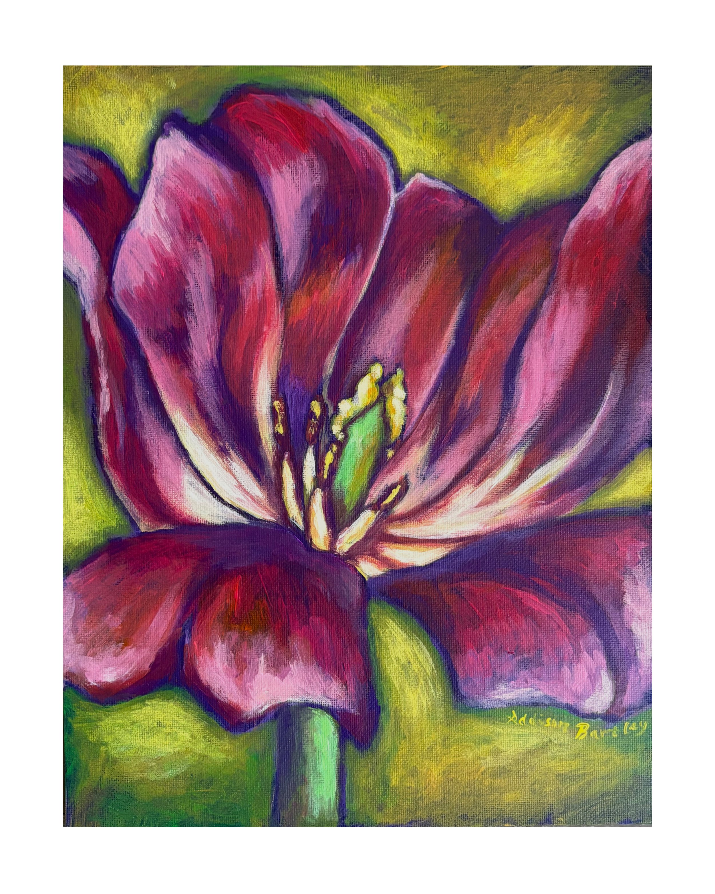 Tulip