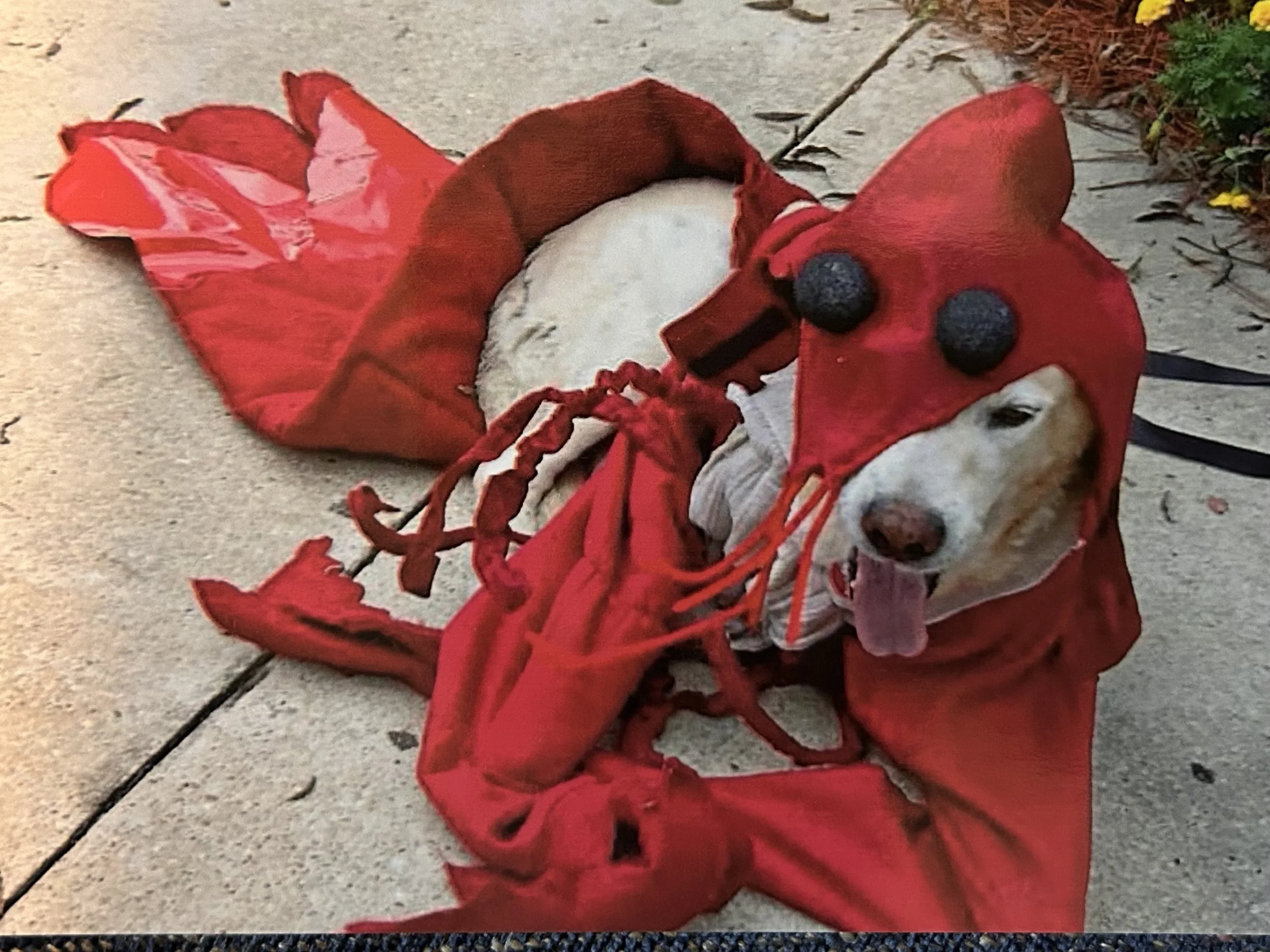 This is his dog, Pudge, wearing the iconic crawdad costume my mom made for Wyatt