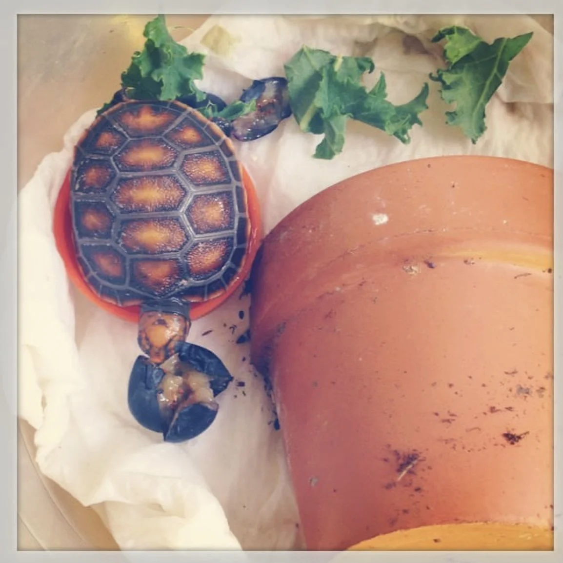 lil baby marty, soaking in a gatorade cap, eating a blueberry