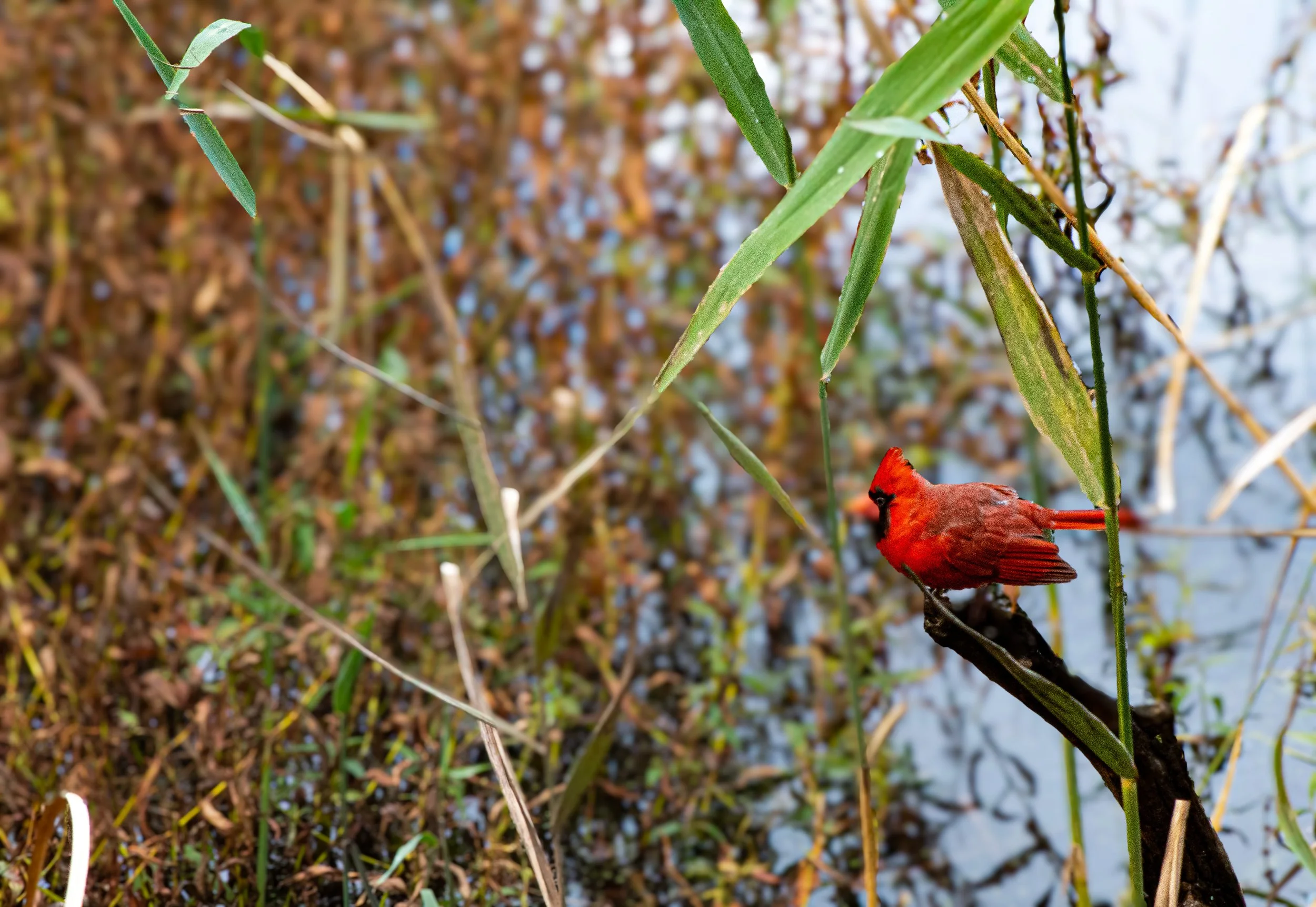 2020 - Daniel Webster Wildlife Sanctuary, Marshfield, MA.