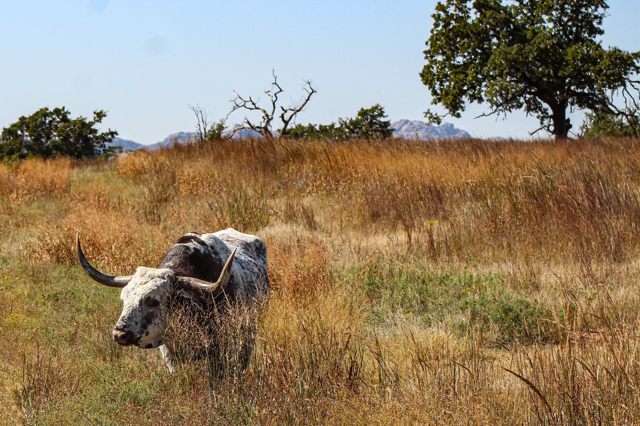 2020 - Wichita, OK, Wichita Mountains Wildlife Refuge