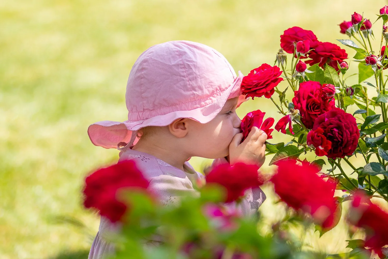 Ein kleines Kind mit rosa Hut schnupft an roten Rosen in einem Garten an einem sonnigen Tag.