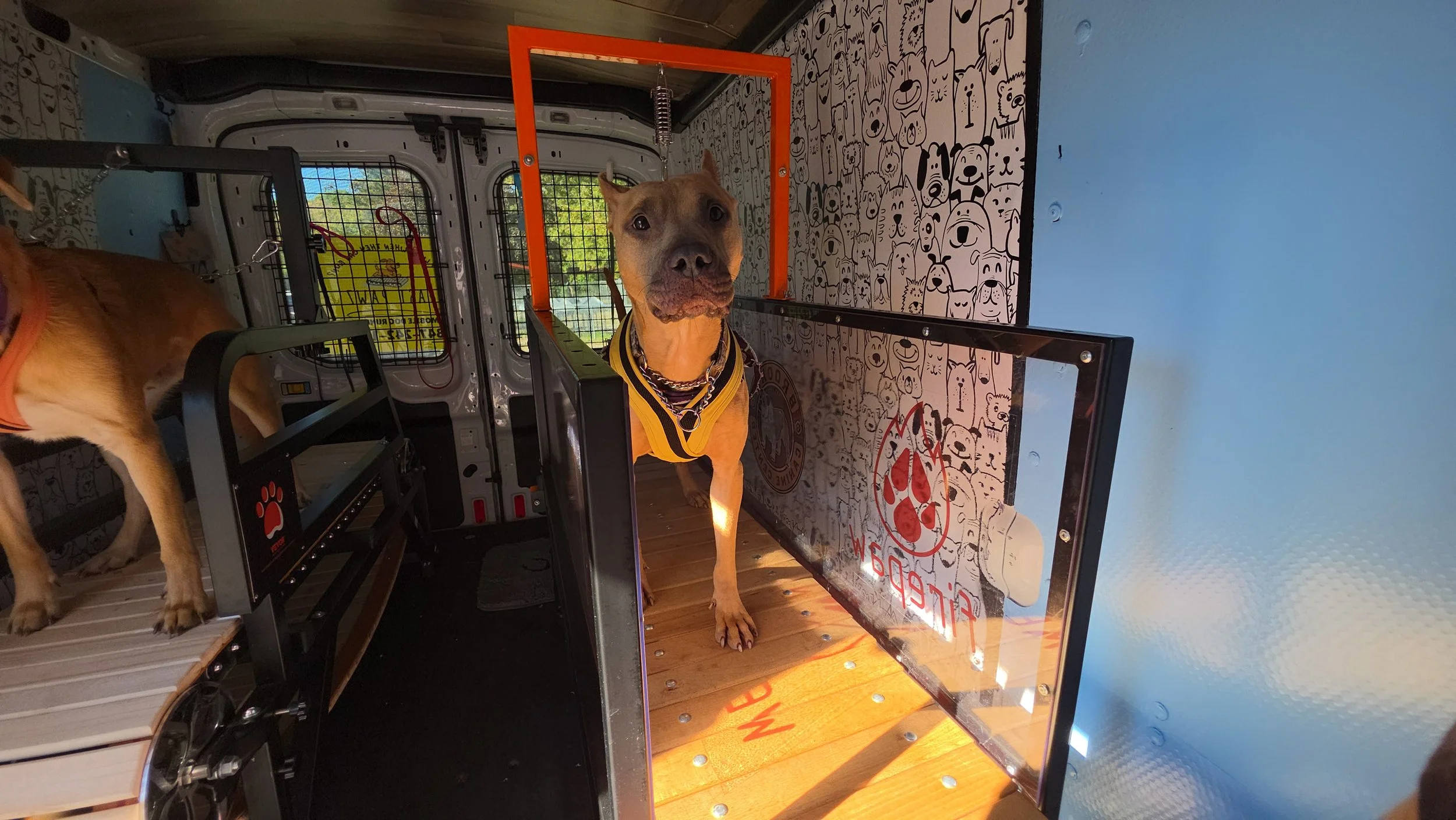 Dog inside a specialized service vehicle with a clear barrier, wearing a yellow vest, and another dog partially visible on the left, with walls decorated with black and white cartoon animal illustrations.
