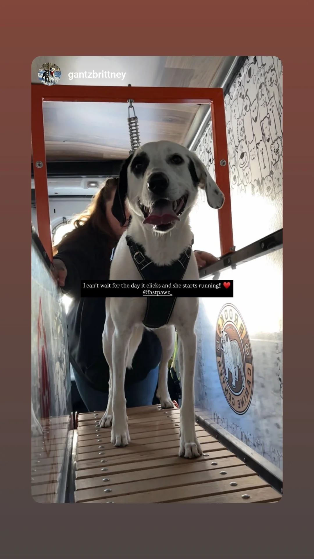 A happy black and white dog standing on a wooden platform inside a pet grooming van, with a person behind it. The dog is smiling and appears excited.