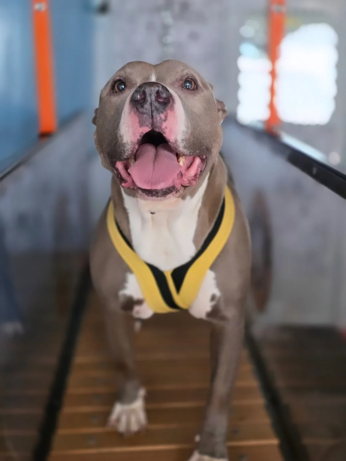 Close-up of a happy dog with its mouth open, wearing a yellow harness, standing on wooden flooring indoors.