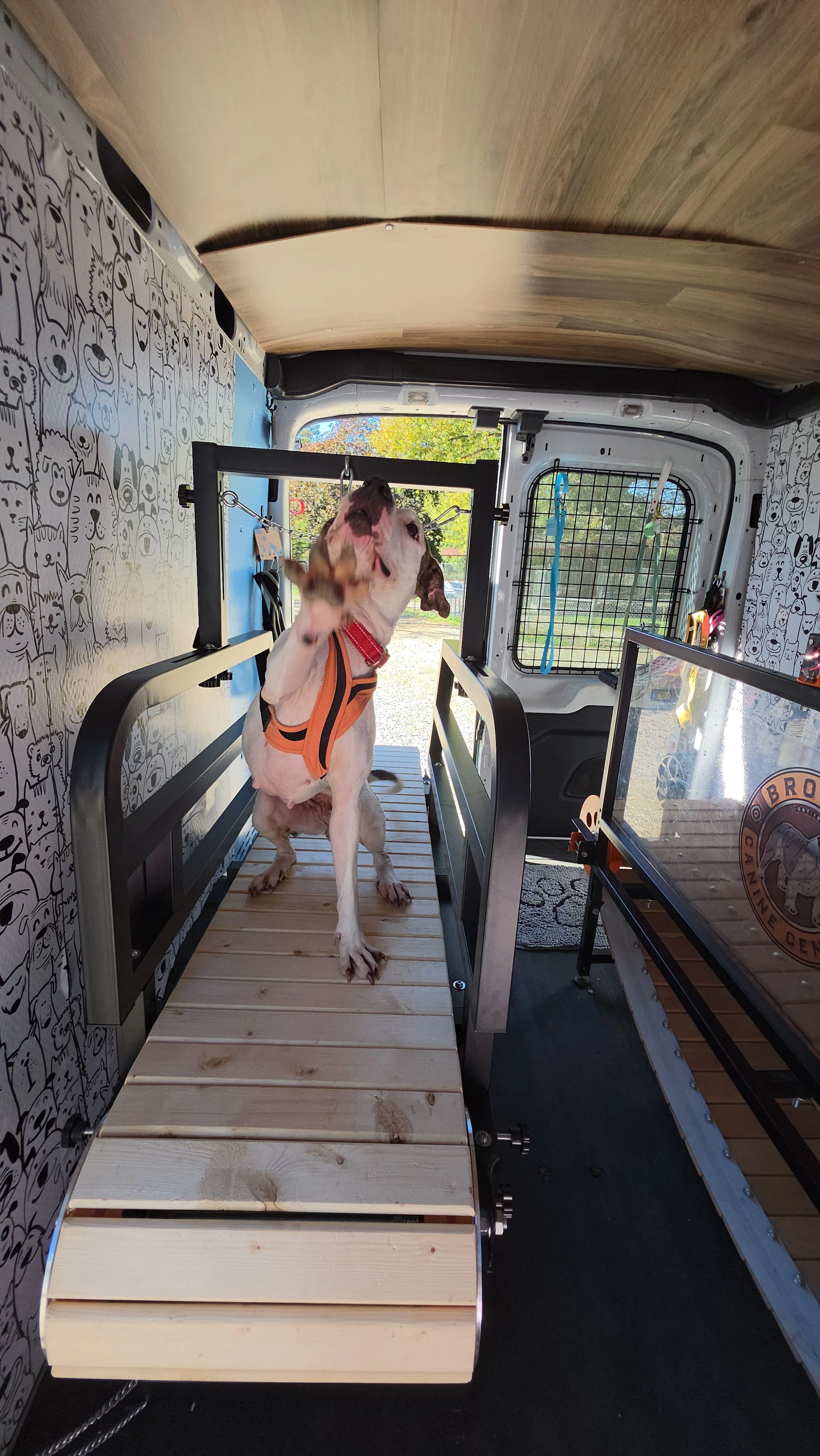 A dog wearing a red collar and orange harness standing on a wooden platform inside a van, reaching and barking up at the window.