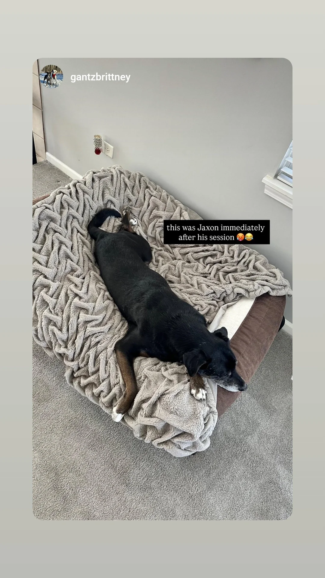 A dog lying on a cozy blanket on a bed in a sunlit room, with a wall, power outlet, and window in the background.