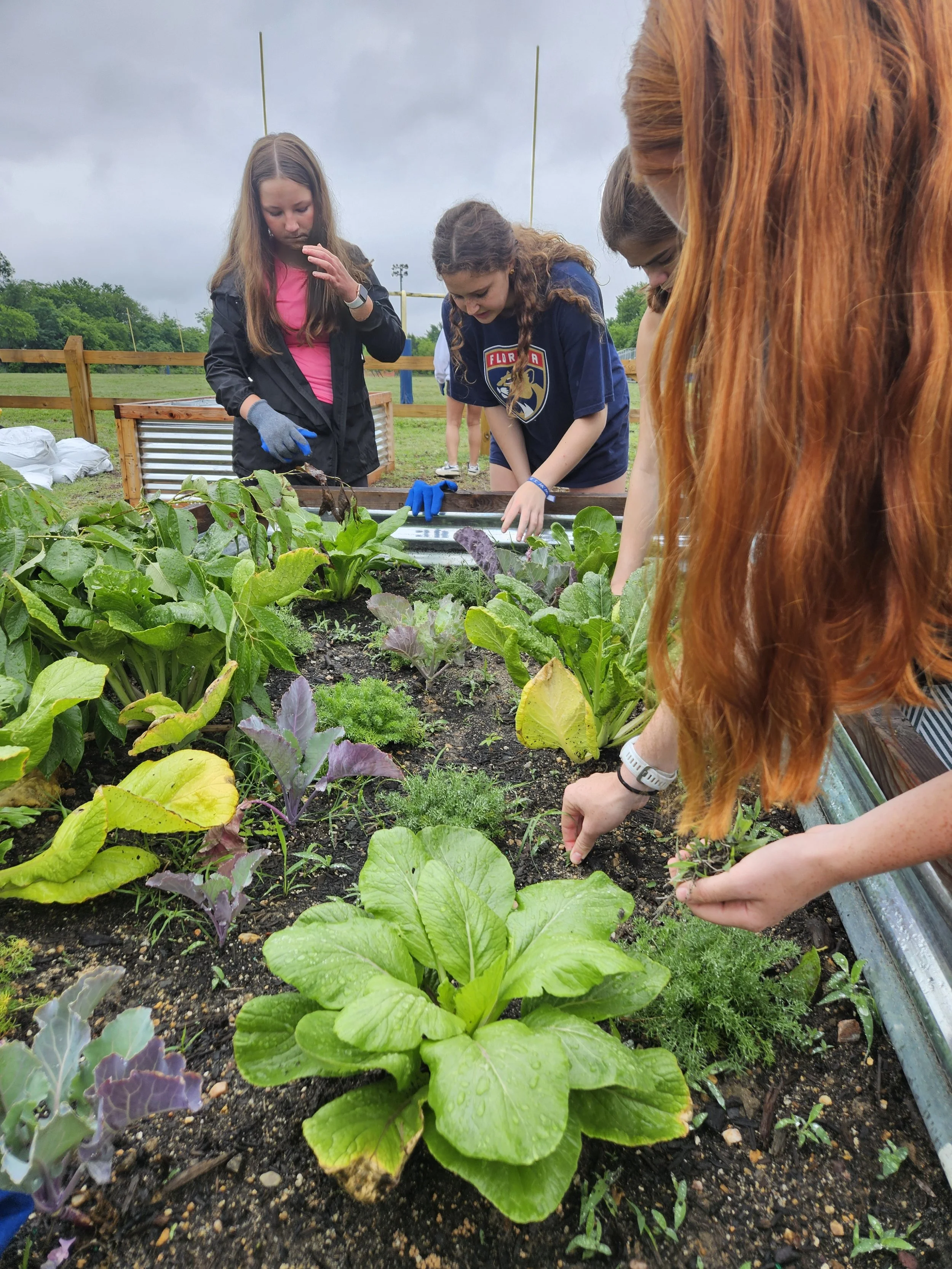 Students weed a raised garden bed full of produce at Blackwell Community Garden.