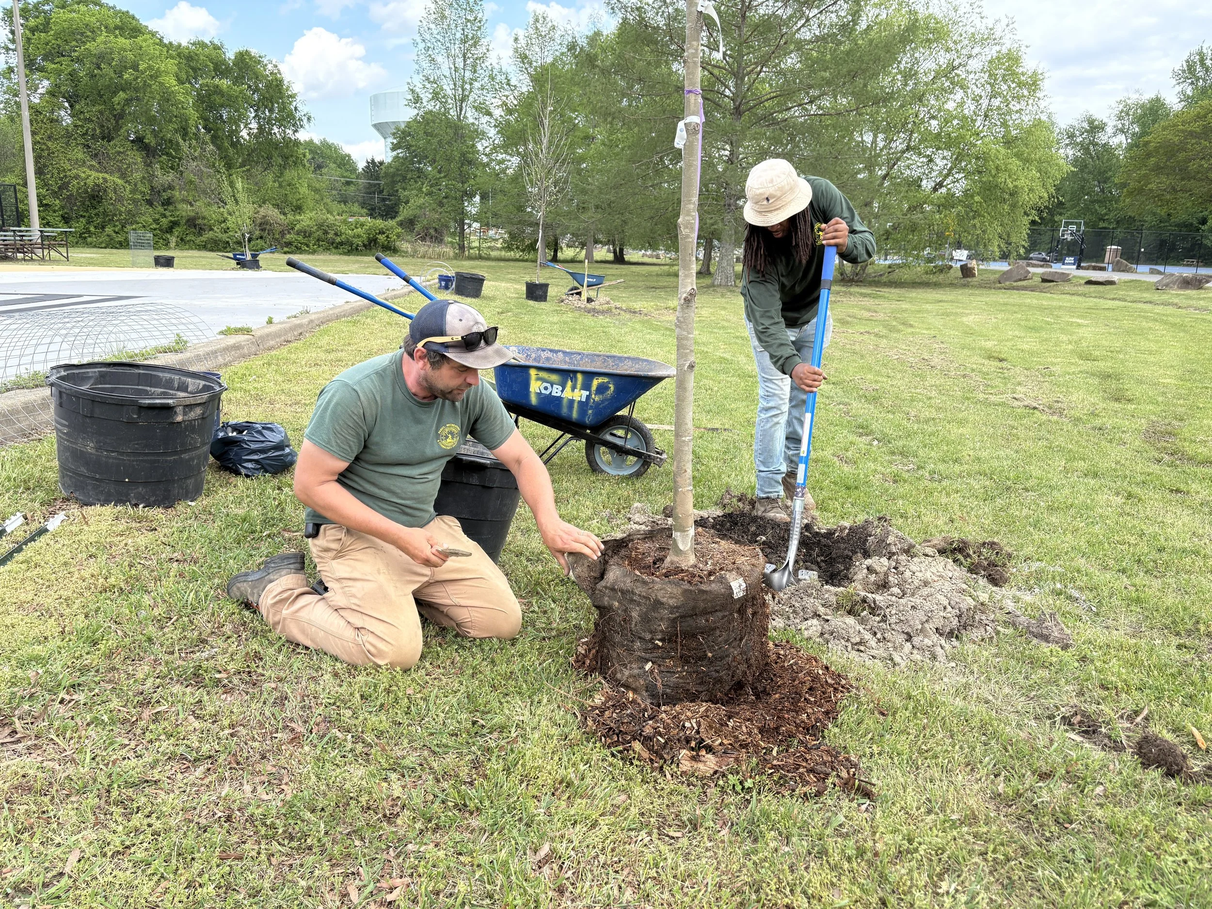 Two City PRFC staff members work on planting a large young tree together, with one member taking the burlap bag off the tree's root ball and the other mixing biochar with dirt in the hole.