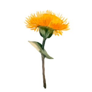 Une fleur orange avec des pétales frangés sur une tige verte, en aquarelle.