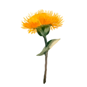 Une fleur orange avec des pétales frangés sur une tige verte, en aquarelle.