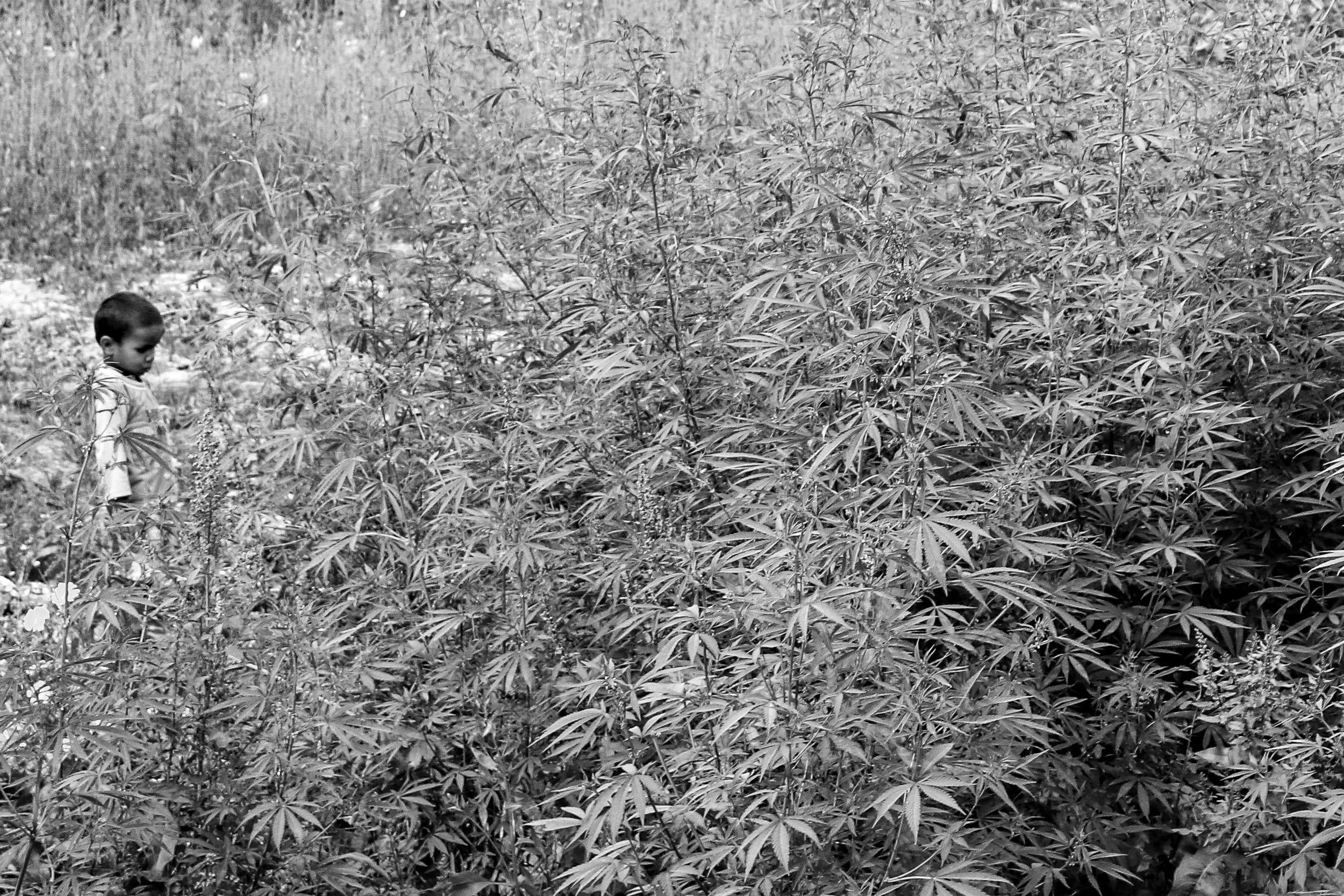 Kiddo in a field of Marijuana, 2023 - 