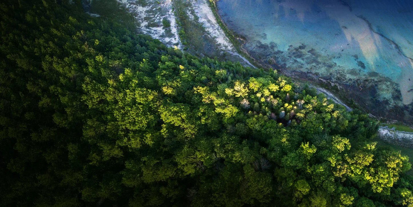 SFI_Forest_Banner_Home.jpg